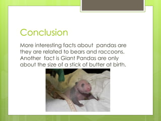 Conclusion
More interesting facts about pandas are
they are related to bears and raccoons.
Another fact is Giant Pandas are only
about the size of a stick of butter at birth.
 