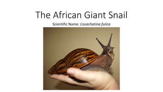 The African Giant Snail
Scientific Name: Lissachatina fulica
 