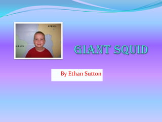 Giant Squid By Ethan Sutton 