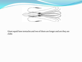 Giant Squid | PPT