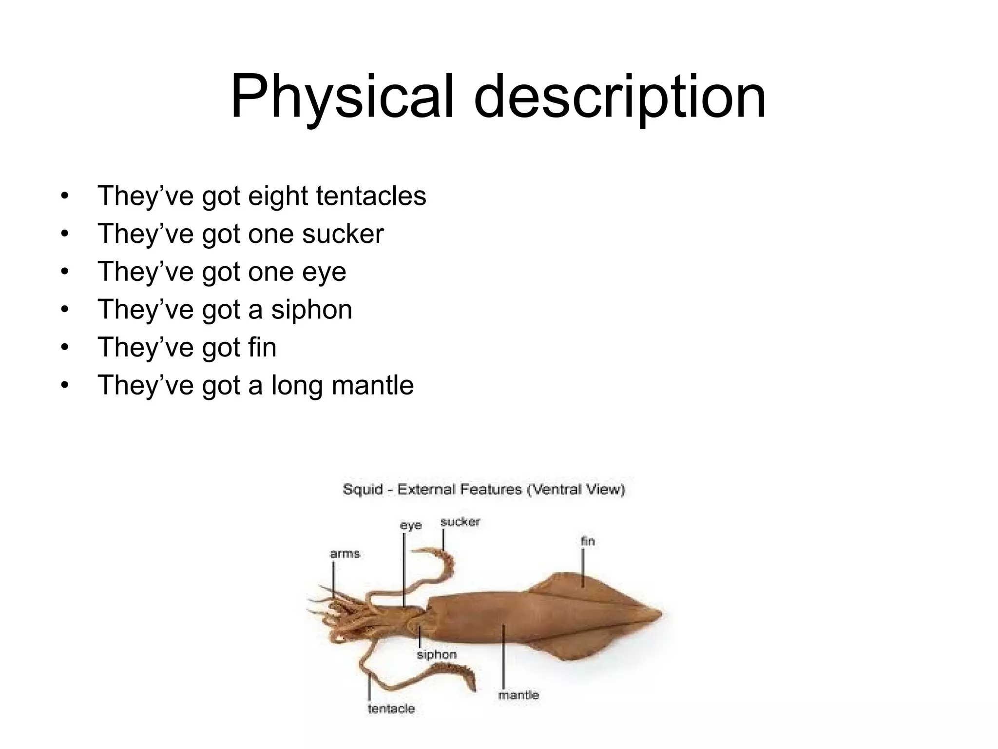 Physical description
•
•
•
•
•
•

They’ve got eight tentacles
They’ve got one sucker
They’ve got one eye
They’ve got a siphon
They’ve got fin
They’ve got a long mantle

 