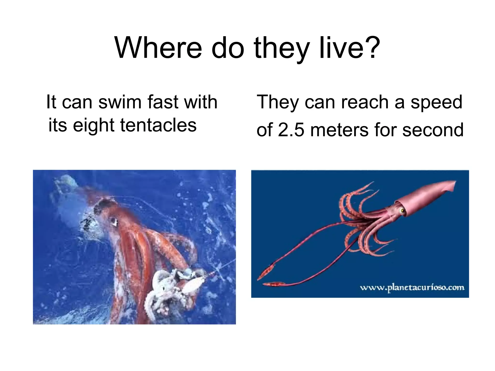 Where do they live?
It can swim fast with
its eight tentacles

They can reach a speed
of 2.5 meters for second

 