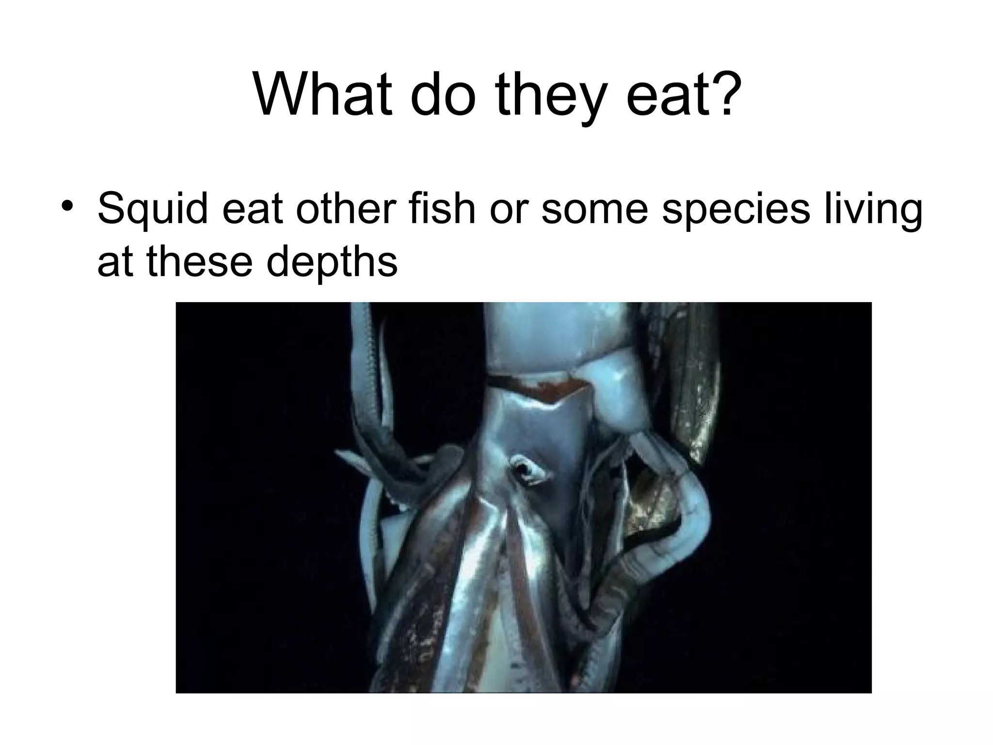 What do they eat?
• Squid eat other fish or some species living
at these depths

 