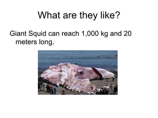 What are they like?
Giant Squid can reach 1,000 kg and 20
meters long.

 