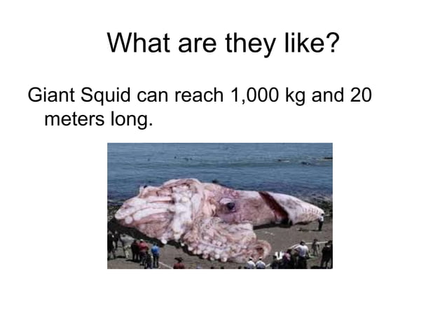 Giant Squid ESL primary school presentation | PPT