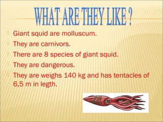 Giant squid are molluscum.
 They are carnivors.
 There are 8 species of giant squid.
 They are dangerous.
 They are ...