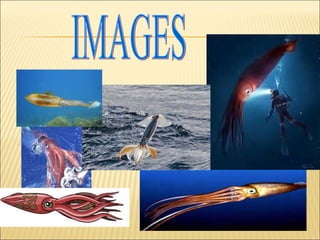Giant squid proyect | PPT