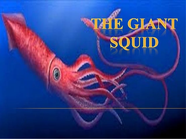 Giant squid proyect