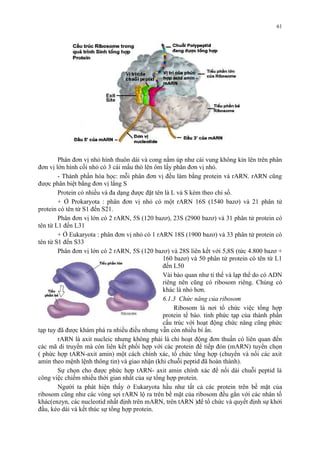 61 
Phân đơn vị nhỏ hình thuôn dài và cong nằm úp như cái vung không kín lên trên phân 
đơn vị lớn hình cối nhỏ có 3 cái mấu thò lên ôm lấy phân đơn vị nhỏ. 
- Thành phần hóa học: mỗi phân đơn vị đều làm bằng protein và rARN. rARN cũng 
được phân biệt bằng đơn vị lắng S 
Protein có nhiều và đa dạng được đặt tên là L và S kèm theo chỉ số. 
+ Ở Prokaryota : phân đơn vị nhỏ có một rARN 16S (1540 bazơ) và 21 phân tử 
protein có tên từ S1 đến S21. 
Phân đơn vị lớn có 2 rARN, 5S (120 bazơ), 23S (2900 bazơ) và 31 phân tử protein có 
tên từ L1 đến L31 
+ Ở Eukaryota : phân đơn vị nhỏ có 1 rARN 18S (1900 bazơ) và 33 phân tử protein có 
tên từ S1 đến S33 
Phân đơn vị lớn có 2 rARN, 5S (120 bazơ) và 28S liên kết với 5,8S (tức 4.800 bazơ + 
160 bazơ) và 50 phân tử protein có tên từ L1 
đến L50 
Vài bào quan như ti thể và lạp thể do có ADN 
riêng nên cũng có ribosom riêng. Chúng có 
khác là nhỏ hơn. 
6.1.3 Chức năng của ribosom 
Ribosom là nơi tổ chức việc tổng hợp 
protein tế bào. tính phức tạp của thành phần 
cấu trúc với hoạt động chức năng cũng phức 
tạp tuy đã được khám phá ra nhiều điều nhưng vẫn còn nhiều bí ẩn. 
rARN là axit nucleic nhưng không phải là chỉ hoạt động đơn thuần có liên quan đến 
các mã di truyền mà còn liên kết phối hợp với các protein để tiếp đón (mARN) tuyển chọn 
( phức hợp tARN-axit amin) một cách chính xác, tổ chức tổng hợp (chuyển và nối các axit 
amin theo mệnh lệnh thông tin) và giao nhận (khi chuỗi peptid đã hoàn thành). 
Sự chọn cho được phức hợp tARN- axit amin chính xác để nối dài chuỗi peptid là 
công việc chiếm nhiều thời gian nhất của sự tổng hợp protein. 
Người ta phát hiện thấy ở Eukaryota hầu như tất cả các protein trên bề mặt của 
ribosom cũng như các vòng sợi rARN lộ ra trên bề mặt của ribosom đều gắn với các nhân tố 
khác(enzyn, các nucleotid nhất định trên mARN, trên tARN )để tổ chức và quyết định sự khởi 
đầu, kéo dài và kết thúc sự tổng hợp protein. 
 