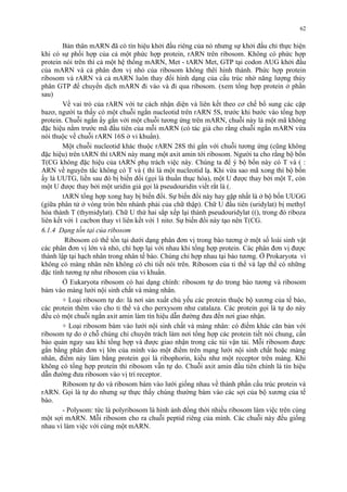 62 
Bản thân mARN đã có tín hiệu khởi đầu riêng của nó nhưng sự khởi đầu chỉ thực hiện 
khi có sự phối hợp của cả một phức hợp protein, rARN trên ribosom. Không có phức hợp 
protein nói trên thì cả một hệ thống mARN, Met - tARN Met, GTP tại codon AUG khởi đầu 
của mARN và cả phân đơn vị nhỏ của ribosom không thêí hình thành. Phức hợp protein 
ribosom và rARN và cả mARN luôn thay đổi hình dạng của cấu trúc nhờ năng lượng thủy 
phân GTP để chuyển dịch mARN đi vào và đi qua ribosom. (xem tổng hợp protein ở phần 
sau) 
Về vai trò của rARN với tư cách nhận diện và liên kết theo cơ chế bổ sung các cặp 
bazơ, người ta thấy có một chuỗi ngắn nucleotid trên rARN 5S, trước khi bước vào tổng hợp 
protein. Chuỗi ngắn ấy gắn với một chuỗi tương ứng trên mARN, chuỗi này là một mã không 
đặc hiệu nằm trước mã đầu tiên của mỗi mARN (có tác giả cho rằng chuỗi ngắn mARN vừa 
nói thuộc về chuỗi rARN 16S ở vi khuẩn). 
Một chuỗi nucleotid khác thuộc rARN 28S thì gắn với chuỗi tương ứng (cũng không 
đặc hiệu) trên tARN thì tARN này mang một axit amin tới ribosom. Người ta cho rằng bộ bốn 
T(CG không đặc hiệu của tARN phụ trách việc này. Chúng ta để ý bộ bốn này có T và ( : 
ARN về nguyên tắc không có T và ( thì là một nucleotid lạ. Khi vừa sao mã xong thì bộ bốn 
ấy là UUTG, liền sau đó bị biến đổi (gọi là thuần thục hóa), một U được thay bởi một T, còn 
một U được thay bởi một uridin giả gọi là pseudouridin viết rắt là (. 
tARN tổng hợp xong hay bị biến đổi. Sự biến đổi này hay gặp nhất là ở bộ bốn UUGG 
(giữa phân tử ở vòng tròn bên nhánh phải của chữ thập). Chữ U đầu tiên (uridylat) bị methyl 
hóa thành T (thymidylat). Chữ U thứ hai sắp xếp lại thành pseudouridylat ((), trong đó riboza 
liên kết với 1 cacbon thay vì liên kết với 1 nitơ. Sự biến đổi này tạo nên T(CG. 
6.1.4 Dạng tồn tại của ribosom 
Ribosom có thể tồn tại dưới dạng phân đơn vị trong bào tương ở một số loài sinh vật 
các phân đơn vị lớn và nhỏ, chỉ hợp lại với nhau khi tổng hợp protein. Các phân đơn vị được 
thành lập tại hạch nhân trong nhân tế bào. Chúng chỉ hợp nhau tại bào tương. Ở Prokaryota vì 
không có màng nhân nên không có chi tiết nói trên. Ribosom của ti thể và lạp thể có những 
đặc tính tương tự như ribosom của vi khuẩn. 
Ở Eukaryota ribosom có hai dạng chính: ribosom tự do trong bào tương và ribosom 
bám vào màng lưới nội sinh chất và màng nhân. 
+ Loại ribosom tự do: là nơi sản xuất chủ yếu các protein thuộc bộ xương của tế bào, 
các protein thêm vào cho ti thể và cho perxysom như catalaza. Các protein gọi là tự do này 
đều có một chuỗi ngắn axit amin làm tín hiệu dẫn đường đưa đến nơi giao nhận. 
+ Loại ribosom bám vào lưới nội sinh chất và màng nhân: có điểm khác căn bản với 
ribosom tự do ở chỗ chúng chỉ chuyên trách làm nơi tổng hợp các protein tiết nói chung, cần 
bảo quản ngay sau khi tổng hợp và được giao nhận trong các túi vận tải. Mỗi ribosom được 
gắn bằng phân đơn vị lớn của mình vào một điểm trên mạng lưới nội sinh chất hoặc màng 
nhân, điểm này làm bằng protein gọi là ribophorin, kiểu như một receptor trên màng. Khi 
không có tổng hợp protein thì ribosom vẫn tự do. Chuỗi axit amin đầu tiên chính là tín hiệu 
dẫn đường đưa ribosom vào vị trí receptor. 
Ribosom tự do và ribosom bám vào lưới giống nhau về thành phần cấu trúc protein và 
rARN. Gọi là tự do nhưng sự thực thấy chúng thường bám vào các sợi của bộ xương của tế 
bào. 
- Polysom: tức là polyribosom là hình ảnh đồng thời nhiều ribosom làm việc trên cùng 
một sợi mARN. Mỗi ribosom cho ra chuỗi peptid riêng của mình. Các chuỗi này đều giống 
nhau vì làm việc với cùng một mARN. 
 