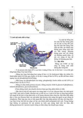 7. Lưới nội sinh chất có hạt. 
63 
Là một hệ thống lan 
tỏa toàn bộ bào tương gồm 
các túi dẹt và ống nhỏ giới 
hạn bởi một lớp màng sinh 
chất nội bào, tạo thành một 
không gian riêng cách biệt 
với bào tương. Khoảng 
không gian này nối thông 
với khoảng quanh nhân, và 
nối với màng tế bào để 
thông với khoảng gian bào. 
7.1. Đặc điểm 
Màng của LNSC có hạt 
cũng là màng sinh chất 
nhưng đặc trưng bởi: 
Polysom 
- Tỉ lệ protein trên lipid (P/L) cao hơn ở màng tế bào, tức là lớn hơn 1 và có thể gần 
bằng hoặc bằng 2 tùy loại tế bào. 
- Màng này lỏng linh động hơn màng tế bào vì tỉ lệ cholesterol thấp, chỉ chiếm 6% 
thành phần lipid (ở tế bào gan chuột), (tỉ lệ này ở màng tế bào là 30%), sự đổi chỗ theo chiều 
ngang của các phospholipid rất dễ dàng. 
- Một trong các phospholipid của màng: photphattidyl cholin chiếm ưu thế (55%) (ở 
màng tế bào tỉ lệ này là 18%). 
- Màng có chứa nhiều protein enzyme, những enzyme chính là glucose-6-photphataza, 
nuleosit-photphataza, glycosyltransferaza. 
-Chứa những chuỗi vận chuyển electron tham gia thủy phân nhiều cơ chất. 
- Đặc biệt là trên bề mặt ngoài của màng bám vô số các ribosom bám vào mặt ngoài 
của LNSC một cách cố định, ribosom này có thể rời xa, ở một số tế bào có tổng hợp protein 
tiết mạnh thì hệ lưới có hạt phát triển và số lượng ribosom bám cũng lớn. Khi bám thấy phân 
đơn vị lớn của ribosom bám vào một phức hợp protein trên màng mà người ta gọi chung là 
ribophorin. Phức hợp này còn có liên quan đến việc tiếp nhận protein tiết đưa vào lòng lưới. 
Lực bám là lực liên kết ion cộng với lực của chính chuỗi polypeptid mới sinh. Trong trường 
hợp không có permeaza thì sợi protein tự luồn qua màng lipid nhờ tín hiệu dẫn 
đường.(permeaza là 1 protein xuyên màng có chức năng vận chuyển qua màng). 
 