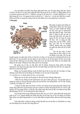 Các sản phẩm của SER cũng được phân phối theo yêu cầu dưới dạng chất tiết. Ngoài 
ra SER ở tế bào cơ có một chức năng đặc biệt liên quan tới sự co duỗi cơ. Màng SER của cơ 
có protein enzyme tên là Ca++ ATPaza, còn gọi là cái bơm Ca++ ra khỏi SER để Ca++ vào 
bào tương thì cơ co. Và ngược lại khi cái bơm Ca++ bơm Ca++ trở lại cho SER thì cơ duỗi. 
SER của tế bào cơ mang tên riêng; lưới nội sinh nhẵn của cơ (sarcoplasmic reticulum). 
9. Bộ golgi. 
Bộ golgi có dạng một chồng túi 
mỏng hình chỏm cầu xếp song 
song với nhau thành hệ thống 
túi dẹt (còn gọi là dictiosom) 
nằm gần nhân tế bào. Trên hình 
hiển vi điện tử mỗi túi dẹt có 
hình một lưỡi liềm, bờ mép túi 
ngoài thì lồi, bờ mép túi trong 
thì lõm. Túi và màng túi đều 
mỏng hơn của hệ LNSC, chiều 
dày của mỗi túi là khoảng 
150A0, đường kính của miệng 
túi (giữa hai mép túi) là 0,5 đến 
1 (m. 
Các túi dẹt càng về phía 
trong (tâm tế bào) càng có các 
túi phình ở bờ mép. Các túi dẹt 
từ phía ngoài vào phía tâm tế bào có liên hệ với nhau. Có tác giả cho là đường liên hệ là các 
kênh nhỏ. Có tác giả khác thì cho rằng túi vận tải bứt ra từ túi dẹt ngoài sẽ hòa vào túi dẹt 
trong kế bên. Một loại túi cầu khác cũng tách ra từ các lớp túi dẹt chứa các sản phẩm đến 
đúng nơi thu nhận. Những túi này được gọi là túi cầu golgi. 
Bộ golgi của tế bào có thể gồm một hệ thống dictiosom hoặc nhiều hệ thống 
dictiosom. Các dictiosom gần nhau liên hệ với nhau bằng các kênh nhỏ nối liền với màng túi 
phía lồi xa tâm tế bào nhất. 
Màng của bộ golgi thường xuyên bị thiếu hụt đi do nó tạo nên các túi golgi và cũng 
thường xuyên được bù trả lại bằng các thể đậm và các túi cầu từ màng nhân. 
9.1. Sự phân cực và thành phần hóa học của bộ golgi 
Màng của các túi dẹt của bộ golgi có cấu tạo hóa học không giống nhau. 
- Phía lồi của chồng túi dẹt (dictiosom) còn gọi là phía gần (cis). Túi dẹt phía gần có 
màng túi mỏng có cấu tạo hóa học giống cấu tạo hóa học của màng RER, tỉ lệ P/l xấp xỉ bằng 
2 (độ dày của màng: 450 - 60 A0). 
- Càng đi về phía tâm của tế bào, tỉ lệ P/L của màng túi dẹt cũng giảm dần. Đến túi dẹt 
trong cùng, phía lõm của dictiosom còn gọi là phía xa (trans) thì màng túi dẹt có tỉ lệ P/L gần 
giống tỉ lệ của màng tế bào, và độ dày của màng cũng dày hơn độ dày của màng túi dẹt phía 
gần (khoảng 100 A0). Tỉ lệ cholesterol ở đây cũng cao. 
Các túi dẹt ở bên trong chồng dictiosom như vậy có tỉ lệ P/L giảm dần hoặc trung gian 
giữa trị số 2 và 1.Ngoài những nét chính trên đây các túi dẹt còn có các nội dung về enzyme 
khác nhau, các phức hợp protein có vai trò tiếp nhận (receptor) khác nhau tại mặt trong màng 
túi. 
Trên hình hiển vi điện tử chúng ta thấy hầu hết các túi dẹt đều có chỗ phình ra ở mép 
túi chứ không chỉ ở túi dẹt cuối cùng phía xa. 
65 
 