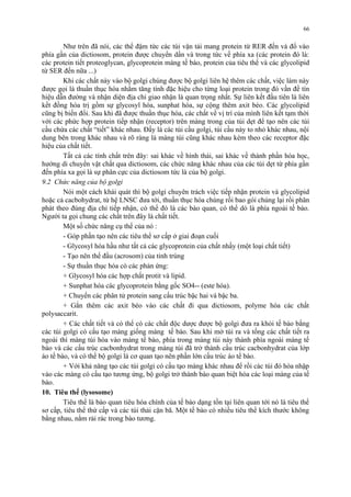 66 
Như trên đã nói, các thể đậm tức các túi vận tải mang protein từ RER đến và đổ vào 
phía gần của dictiosom, protein được chuyển dần và trong tức về phía xa (các protein đó là: 
các protein tiết proteoglycan, glycoprotein màng tế bào, protein của tiêu thể và các glycolipid 
từ SER đến nữa ...) 
Khi các chất này vào bộ golgi chúng được bộ golgi liên hệ thêm các chất, việc làm này 
được gọi là thuần thục hóa nhằm tăng tính đặc hiệu cho từng loại protein trong đó vần đề tín 
hiệu dẫn đường và nhận diện địa chỉ giao nhận là quan trọng nhất. Sự liên kết đầu tiên là liên 
kết đồng hóa trị gồm sự glycosyl hóa, sunphat hóa, sự cộng thêm axit béo. Các glycolipid 
cũng bị biến đổi. Sau khi đã được thuần thục hóa, các chất về vị trí của mình liên kết tạm thời 
với các phức hợp protein tiếp nhận (receptor) trên màng trong của túi dẹt để tạo nên các túi 
cầu chứa các chất “tiết” khác nhau. Đấy là các túi cầu golgi, túi cầu này to nhỏ khác nhau, nội 
dung bên trong khác nhau và rõ ràng là màng túi cũng khác nhau kèm theo các receptor đặc 
hiệu của chất tiết. 
Tất cả các tính chất trên đây: sai khác về hình thái, sai khác về thành phần hóa học, 
hướng di chuyển vật chất qua dictiosom, các chức năng khác nhau của các túi dẹt từ phía gần 
đến phía xa gọi là sự phân cực của dictiosom tức là của bộ golgi. 
9.2 Chức năng của bộ golgi 
Nói một cách khái quát thì bộ golgi chuyên trách việc tiếp nhận protein và glycolipid 
hoặc cả cacbohydrat, từ hệ LNSC đưa tới, thuần thục hóa chúng rồi bao gói chúng lại rồi phân 
phát theo đúng địa chỉ tiếp nhận, có thể đó là các bào quan, có thể dó là phía ngoài tế bào. 
Người ta gọi chung các chầt trên đây là chất tiết. 
Một số chức năng cụ thể của nó : 
- Góp phần tạo nên các tiêu thể sơ cấp ở giai đoạn cuối 
- Glycosyl hóa hầu như tất cả các glycoprotein của chất nhầy (một loại chất tiết) 
- Tạo nên thể đầu (acrosom) của tinh trùng 
- Sự thuần thục hóa có các phản ứng: 
+ Glycosyl hóa các hợp chất protit và lipid. 
+ Sunphat hóa các glycoprotein bằng gốc SO4-- (este hóa). 
+ Chuyển các phân tử protein sang cấu trúc bậc hai và bậc ba. 
+ Gắn thêm các axit béo vào các chất đi qua dictiosom, polyme hóa các chất 
polysaccarit. 
+ Các chất tiết và có thể có các chất độc dược được bộ golgi đưa ra khỏi tế bào bắng 
các túi golgi có cấu tạo màng giống màng tế bào. Sau khi mở túi ra và tống các chất tiết ra 
ngoài thì màng túi hòa vào màng tế bào, phía trong màng túi này thành phía ngoài màng tế 
bào và các cấu trúc cacbonhydrat trong màng túi đã trở thành cấu trúc cacbonhydrat của lớp 
áo tế bào, và có thể bộ golgi là cơ quan tạo nên phần lớn cấu trúc áo tế bào. 
+ Với khả năng tạo các túi golgi có cấu tạo màng khác nhau để rồi các túi đó hòa nhập 
vào các màng có cấu tạo tương ứng, bộ golgi trở thành bào quan biệt hóa các loại màng của tế 
bào. 
10. Tiêu thể (lysosome) 
Tiêu thể là bào quan tiêu hóa chính của tế bào dạng tồn tại liên quan tới nó là tiêu thể 
sơ cấp, tiêu thể thứ cấp và các túi thải cặn bã. Một tế bào có nhiều tiêu thể kích thước không 
bằng nhau, nằm rải rác trong bào tương. 
 