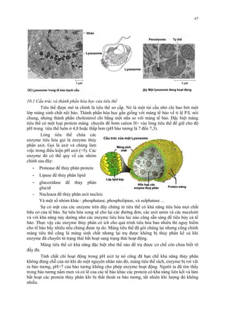 10.1 Cấu trúc và thành phần hóa học của tiêu thể 
67 
Tiêu thể được mô tả chính là tiêu thể sơ cấp. Nó là một túi cầu nhỏ chỉ bao bởi một 
lớp màng sinh chất nội bào. Thành phần hóa học gần giống với màng tế bào về tỉ lệ P/L nói 
chung, nhưng thành phần cholesterol chỉ bằng một nữa so với màng tế bào. Đặc biệt màng 
tiêu thể có một loại protein màng chuyên để bơm cation H+ vào lòng tiêu thể để giữ cho độ 
pH trong tiêu thể luôn ở 4,8 hoặc thấp hơn (pH bào tương là 7 đến 7,3). 
Lòng tiêu thể chứa các 
enzyme tiêu hóa gọi là enzyme thủy 
phân axit. Gọi là axit và chúng làm 
việc trong điều kiện pH axit (=5). Các 
enzyme đó có thể quy về các nhóm 
chính sau đây: 
- Protease để thủy phân protein 
- Lipase để thủy phân lipid 
- glucozidase để thủy phân 
glucid 
- Nucleaza để thủy phân axit nucleic 
Và một số nhóm khác : phosphatase, phospholipase, và sulphatase ... 
Sự có mặt của các enzyme trên đây chứng tỏ tiêu thể có khả năng tiêu hóa mọi chất 
hữu cơ của tế bào. Sự tiêu hóa xong sẽ cho lại các đường đơn, các axit amin và các nucelotit 
và với khả năng này dường như các enzyme tiêu hóa lúc nào cũng sẵn sàng để tiêu hủy cả tế 
bào. Thực vậy các enzyme thủy phân có ích cho quá trình tiêu hóa bao nhiêu thì nguy hiểm 
cho tế bào bấy nhiêu nếu chúng được tự do. Màng tiêu thể đã gói chúng lại nhưng cũng chính 
màng tiêu thể cũng là màng sinh chất nhưng lại trụ được không bị thủy phân kể cả khi 
enzyme đã chuyển từ trạng thái bất hoạt sang trạng thái hoạt động. 
Màng tiêu thể có khả năng đặc biệt như thế nào để trụ được cơ chế còn chưa biết rõ 
đầy đủ. 
Tính chất chỉ hoạt động trong pH axit tự nó cũng đã hạn chế khả năng thủy phân 
không đúng chỗ của nó khi do một nguyên nhân nào đó, màng tiêu thể rách, enzyme bị rơi vãi 
ra bào tương, pH=7 của bào tương không cho phép enzyme hoạt động. Người ta đã tìm thấy 
trong bào tương nấm men và có lẽ của các tế bào khác các protein có khả năng liên kết và làm 
bất hoạt các protein thủy phân khi bị thất thoát ra bào tương, tất nhiên khi lượng đó không 
nhiều. 
 