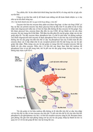 68 
Tuy nhiên, khi bị tác nhân kích thích hàng loạt tiêu thể bị vỡ cùng một lúc sẽ gây nên 
sự tiêu bào. 
Cũng có sự tiêu bào sinh lý để thanh toán những mô đã hoàn thành nhiệm vụ ví dụ 
như sự tự tiêu đuôi nòng nọc. 
10.2. Sự hình thành tiêu thể và quá trình hoạt động c tiêu thể 
Enzyme tiêu hóa tức enzyme thủy phân axit được tổng hợp và đưa vào lòng LNSC có 
hạt, tại đây các protein enzyme này được glycosyl hóa tại đầu mút N của phân tử tức là tiếp 
nhận một oligosaccarit (đầu này sẽ làm tín hiệu dẫn đường để đưa enzyme tới bộ golgi). Sau 
khi được glycosyl hóa, enzyme được đẩy đến rìa của LNSC để tạo thành các túi cầu chứa 
enzyme, lúc này mang tên là thể đậm. Thể đậm tìm đến phía lồi của bộ golgi, nhập vào túi dẹt 
golgi phía lồi. Tại đây enzyme được photphorin hóa. Cụ thể là một hoặc vài đường maltose 
của chuỗi oligosaccarit trên enzyme sẽ được phosphoryl hóa và cấu trúc này sẽ là tín hiệu dẫn 
đường cho túi cầu golgi tìm đến tiêu thể sơ cấp. Sự phosphoryl hóa này là điều kiện để cho 
enzyme được các ổ tiếp nhận (tức là các receptor) protein trên bề mặt trong của các túi dẹt 
golgi tiếp nhận. Phần màng của các túi dẹt golgi có mang liên kết receptor-enzyme thắt lại 
thành túi cầu chứa enzyme. Điều chú ý là liên kết này được thực hiện khi maltose đã 
phosphoryl hóa và tại pH trung tính, tức là pH của túi dẹt golgi trong trường hợp này, và 
không thực hiện ở pH 4,8-5. 
Túi cầu golgi có tín hiệu maltose dẫn đường sẽ đi tiếp đến tiêu thể sơ cấp, hòa nhập 
với túi tiêu thể sơ cấp và trao enzyme cho tiêu thể. Vì pH của tiêu thể là 4,8 cho nên liên kết 
phosphat bị cắt (phosphatase xúc tác), và liên kết receptor-enzyme cũng bị cắt. Receptor được 
giải phóng vẫn gắn trên một phông màng còn lại của túi cầu golgi, khép lại thành túi kín và 
quay trở về với túi dẹt golgi để làm việc lại trong lần sau. 
 