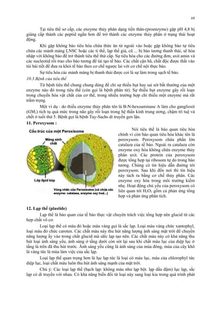 69 
Tại tiêu thể sơ cấp, các enzyme thủy phân dạng tiền thân-(proenzyme) gặp pH 4,8 bị 
giáng cấp thành các peptid ngắn hơn để trở thành các enzyme thủy phân ở trạng thái hoạt 
động. 
Khi gặp không bào tiêu hóa chứa thức ăn từ ngoài vào hoặc gặp không bào tự tiêu 
chứa các mảnh màng LNSC hoặc các ti thể, lạp thể già, cũ ... bị bào tương thanh thải, sẽ hòa 
nhập với không bào để trở thành tiêu thể thứ cấp. Sự tiêu hóa cho các đường đơn, axit amin và 
các nucleotid rồi trao cho bào tương để tái tạo tế bào. Các chất cặn bã, chất độc được thắt vào 
túi bài tiết để đưa ra khỏi tế bào theo cơ chế ngược lai với cơ chế nội thực bào. 
Sự tiêu hóa các mảnh màng bị thanh thải được coi là sự làm trong sạch tế bào. 
10.3.Bệnh của tiêu thể 
Từ bệnh tiêu thể chung chung dùng để chỉ sự thiếu hụt hay sai sót bất thường của một 
enzyme nào đó trong tiêu thể (còn gọi là bệnh phân tử). Sự thiếu hụt enzyme gây rối loạn 
trong chuyển hóa vật chất của cơ thể, trong nhiều trường hợp chỉ thiếu một enzyme mà rất 
trầm trọng. 
Một ví dụ : do thiếu enzyme thủy phân tên là B-N-hexoaminase A làm cho gangliosit 
(GM2) tích tụ quá mức trong não gây rối loạn trong hệ thần kinh trung ương, chậm trí tuệ và 
chết ở tuổi thứ 5. Bệnh gọi là bệnh Tay-Sachs di truyền gen lặn. 
11. Peroxysom : 
Nói tiêu thể là bào quan tiêu hóa 
chính vì còn bào quan tiêu hóa khác tên là 
peroxysom. Peroxysom chứa phần lớn 
catalaza của tế bào. Ngoài ra catalaza còn 
enzyme oxy hóa không chứa enzyme thủy 
phân axit. Các protein của peroxysom 
được tổng hợp tại ribosom tự do trong bào 
tương. Chúng có tín hiệu dẫn đường tới 
peroxysom. Sau khi đến nơi thì tín hiệu 
này tách ra bằng cơ chế thủy phân. Các 
enzyme oxy hóa trong môi trường kiềm 
nhẹ. Hoạt động chủ yếu của peroxysom có 
liên quan tới H2O2 gồm cả phản ứng tổng 
hợp và phản ứng phân tích. 
12. Lạp thể (plastide) 
Lạp thể là bào quan của tế bào thực vật chuyên trách việc tổng hợp nên glucid từ các 
hợp chất vô cơ. 
Loại lạp thể có màu đỏ hoặc màu vàng gọi là sắc lạp. Loại màu vàng chức xantophyl, 
loại màu đỏ chức caroten. Các chất màu này thu hút năng lượng ánh sáng mặt trời để chuyển 
năng lượng ấy vào trong chất glucid mà săïc lạp tạo nên. Các chất màu này có khả năng thu 
hút loại ánh sáng yếu, ánh sáng ở tầng dưới còn sót lại sau khi chất màu lục của diệp lục ở 
tầng lá trên đã thu hút trước. Ánh sáng yếu cũng là ánh sáng của mùa đông, mùa của cây khô 
lá vàng tức là mùa làm việc của sắc lạp. 
Loại lạp thể quan trọng hơn là lục lạp tức là loại có màu lục, màu của chlorophyl tức 
diệp lục, loại chất màu luôn thu hút ánh sáng mạnh của mặt trời. 
Chú ý: Các loại lạp thể (bạch lạp: không màu như lạp bột. lạp dầu đậm) lục lạp, sắc 
lạp có di truyền với nhau. Có khả năng biến đổi từ loại này sang loại kia trong quá trình phát 
 