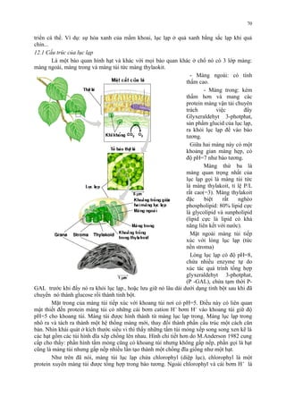 70 
triển cá thể. Ví dụ: sự hóa xanh của mầm khoai, lục lạp ở quả xanh bằng sắc lạp khi quả 
chín... 
12.1 Cấu trúc của lục lạp 
Là một bào quan hình hạt và khác với mọi bào quan khác ở chổ nó có 3 lớp màng: 
màng ngoài, màng trong và màng túi tức màng thylaokit. 
- Màng ngoài: có tính 
thấm cao. 
- Màng trong: kém 
thấm hơn và mang các 
protein màng vận tải chuyên 
trách việc đẩy 
Glyxeraldehyt 3-photphat, 
sản phẩm glucid của lục lạp, 
ra khỏi lục lạp để vào bào 
tương. 
Giữa hai màng này có một 
khoảng gian màng hẹp, có 
độ pH=7 như bào tương. 
Màng thứ ba là 
màng quan trọng nhất của 
lục lạp gọi là màng túi tức 
là màng thylakoit, tỉ lệ P/L 
rất cao(=3). Màng thylakoit 
đặc biệt rất nghèo 
phospholipid: 80% lipid cực 
là glycolipid và sunpholipid 
(lipid cực là lipid có khả 
năng liên kết với nước). 
Mặt ngoài màng túi tiếp 
xúc với lòng lục lạp (tức 
nền stroma) 
Lòng lục lạp có độ pH=8, 
chứa nhiều enzyme tự do 
xúc tác quá trình tổng hợp 
glyxeraldehyt 3-photphat, 
(P -GAL), chứa tạm thời P-GAL 
trước khi đẩy nó ra khỏi lục lạp., hoặc lưu giữ nó lâu dài dưới dạng tinh bột sau khi đã 
chuyển nó thành glucose rồi thành tinh bột. 
Mặt trong của màng túi tiếp xúc với khoang túi nơi có pH=5. Điều này có liên quan 
mật thiết đến protein màng túi có những cái bơm cation H+ bơm H+ vào khoang túi giữ độ 
pH=5 cho khoang túi. Màng túi được hình thành từ màng lục lạp trong. Màng lục lạp trong 
nhô ra và tách ra thành một hệ thống màng mới, thay đổi thành phần cấu trúc một cách căn 
bản. Nhìn khái quát ở kích thước siêu vi thì thấy những tấm túi mỏng xếp song song xen kẽ là 
các hạt gồm các túi hình dĩa xếp chồng lên nhau. Hình chi tiết hơn do M.Anderson 1982 cung 
cấp cho thấy: phần hình tấm mỏng cũng có khoang túi nhưng không gấp nếp, phần gọi là hạt 
cũng là màng túi nhưng gấp nếp nhiều lần tạo thành một chồng đĩa giống như một hạt. 
Như trên đã nói, màng túi lục lạp chứa chlorophyl (diệp lục), chlorophyl là một 
protein xuyên màng túi được tổng hợp trong bào tương. Ngoài chlorophyl và cái bơm H+ là 
 