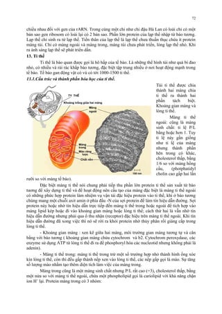 72 
chiều nhau đối với gen của rARN. Trong cùng một chi như chi đậu Hà Lan có loài chỉ có một 
bản sao gen ribosom có loài lại có 2 bản sao. Phần lớn protein của lạp thể nhập từ bào tương. 
Lạp thể chỉ sinh ra từ lạp thể. Tiền thân của lạp thể là lạp thể chưa thuần thục chứa ít protein 
màng túi. Chỉ có màng ngoài và màng trong, màng túi chưa phát triển, lòng lạp thể nhỏ. Khi 
ra ánh sáng lạp thể sẽ phát triển dần. 
13. Ti thể 
Ti thể là bào quan được gọi là hô hấp của tế bào. Là những thể hình túi như quả bí đao 
nhỏ, có nhiều và rải rác khắp bào tương, đặc biệt tập trung nhiều ở nơi hoạt động mạnh trong 
tế bào. Tế bào gan động vật có vú có tới 1000-1500 ti thể. 
13.1.Cấu trúc và thành phần hóa học của ti thể. 
Túi ti thể được chia 
thành hai màng chia 
ti thể ra thành hai 
phần tách biệt. 
Khoảng gian màng và 
lòng ti thể. 
Màng ti thể 
ngoài: cũng là màng 
sinh chất: tỉ lệ P/L 
bằng hoặc hơn 1. Tuy 
tỉ lệ này gần giống 
như tỉ lệ của màng 
nhưng thành phần 
bên trong có khác, 
cholesterol thấp, bằng 
1/6 so với màng hồng 
cầu, (photphatidyl 
cholin cao gấp hai lần 
rưỡi so với màng tế bào). 
Đặc biệt màng ti thể nói chung phải tiếp thu phần lớn protein ti thể sản xuất từ bào 
tương để xây dựng ti thể và để hoạt động nên cấu tạo của màng đặc biệt là màng ti thể ngoài 
có những phức hợp protein làm nhiệm vụ vận tải đặc hiệu protein vào ti thể, khi ở bào tương 
chúng mang một chuỗi axit amin ở phía đầu -N của sợi protein để làm tín hiệu dẫn đường. Sợi 
protein này hoặc nhờ tín hiệu dẫn trực tiếp đến màng ti thể trong hoặc ngoài để tích hợp vào 
màng lipid kép hoặc đi vào khoảng gian màng hoặc lòng ti thể; cách thứ hai là vẫn nhờ tín 
hiệu dẫn đường nhưng phải qua ổ thu nhận (receptor) đặc hiệu trên màng ti thể ngoài. Khi tín 
hiệu dẫn đường đã xong việc thì nó sẽ rời ra khỏi protein nhờ thủy phân rồi giáng cấp trong 
lòng ti thể. 
- Khoảng gian màng : xen kẽ giữa hai màng, môi trường gian màng tương tự và cân 
bằng với bào tương ( khoảng gian màng chứa cytochrom và b2. Cytochrom peroxydase, các 
enzyme sử dụng ATP từ lòng ti thể đi ra để phosphoryl hóa các nucleotid nhưng không phải là 
adenin). 
- Màng ti thể trong: màng ti thể trong trừ một số trường hợp nhỏ thành hình ống xòe 
kín lòng ti thể, còn thì đều gấp thành nếp xen vào lòng ti thể, các nếp gấp gọi là mào. Sự tăng 
số lượng mào nhằm tạo thêm diện tích làm việc của màng trong. 
Màng trong cũng là một màng sinh chất nhưng P/L rất cao (=3), cholesterol thấp, bằng 
một nửa so với màng ti thể ngoài, chứa một phospholipid gọi là cariolipid với khả năng chặn 
ion H+ lại. Protein màng trong có 3 nhóm: 
 