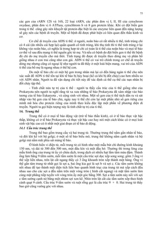 75 
các gen của rARN 12S và 16S, 22 loại tARN, các phân đơn vị I, II, III của cytochrom 
oxydase, phân đơn vị 6 ATPaza, cytochhrom b và 8 gen protein khác. Khi có đột biến gen 
trong ti thể cũng gây nên khuyết tật protein đặc biệt là các enzyme liên quan đến năng lượng 
sẽ gây nên các bệnh di truyền. Một số bệnh đã được phát hiện có liên quan đến thần kinh và 
cơ. 
Cơ chế di truyền của ADN ti thể: ở người, noãn bào có rất nhiều ti thể, tinh trùng chỉ 
có 4 cái (do nhiều cái hợp lại) quấn quanh cổ tinh trùng, khi thụ tinh thì ti thể tinh trùng ở lại 
không vào noãn bào, có nghĩa là trong hợp tử chỉ có toàn là ti thể của noãn bào và mọi tế bào 
cơ thể về sau đều mang ti thể nguồn gốc từ mẹ. Và nếu có bệnh do đột biến gen ti thể thì bệnh 
đó chỉ do mẹ truyền cho mà thôi. Tính trạng đó được di truyền theo dòng mẹ và phân bố 
giống nhau ở con trai cũng như con gái. ADN ti thể có vai trò chính trong cơ chế di truyền 
dòng mẹ nhưng cũng có ngoại lệ như người ta đã thấy ở một loài biện mang, vai trò của ADN 
ti thể của bố mẹ là ngang nhau ở thế hệ con. 
Do một tế bào chỉ có một bộ gen trong nhân mà lại có đến hàng ngàn ti thể cho nên 
xác suất để ADN ti thể tồn tại khi tế bào bị hủy hoại (kể cả khi bị đốt cháy) cao hơn nhiều so 
với ADN nhân. Người ta đã vận dụng chi tiết này để xác định cá thể cụ thể các nạn nhân bị 
đốt cháy tập thể. 
- Tính chất nửa tự trị của ti thể : người ta thấy cấu trúc của ti thể giống như của 
Prokaryota nên người ta nghĩ rằng từ xa xưa những tế bào Prokaryota đã xâm nhập vào bào 
tương của tế bào Eukaryota , và cộng sinh với nhau. Một số gen của ti thể tách dần ra và sát 
nhập vào bộ gen của tế bào chủ, ngày nay ti thể chỉ còn lại một phần nhỏ số gen riêng của 
mình mã hóa cho protein riêng của mình theo kiểu độc lập một phần về phương diện di 
truyền. Người ta gọi hiện tượng này là tính chất tự trị của ti thể. 
14. Trung thể 
Trung thể có ở mọi tế bào động vật (trừ tế bào thần kinh), có ở tế bào thực vật bậc 
thấp, không có ở tế bào Prokaryota và thực vật bậc cao hay nói một cách khác có ở mọi loài 
sinh vật bậc cao có ít nhất một giai đoạn có tế bào di động. 
14.1 Cấu trúc trung thể 
Trung thể bao gồm trung cầu và hai trung tử. Thường trung thể nằm gần nhân tế bào, 
và đôi khi kề với bộ golgi; ở một số tế bào biểu mô, trung thể không nằm cạnh nhân và bộ 
golgi mà nằm mãi phía sát màng tế bào. 
Ở hình hiển vi điện tử, mỗi trung tử có hình như một mẫu bút chì đường kính khoảng 
150 nm, và dài từ 300 đến 500 nm, một đầu kín và một đầu hở. Thường thì trong lòng của 
mẫu hình ống của trung tử ấy có chứa dịch, trong dịch có nhiều hạt lấm tấm màu đậm. Thành 
ống làm bằng 9 tấïm sườn, mỗi tấm sườn là một cấu trúc sợi dọc xếp song song; gồm 3 ống vi 
thể xếp liền nhau, trên lát cắt ngang thấy có 3 ống khoanh tròn xếp thành một hàng. Ống vi 
thể gần tâm trung tử nhất gọi là sợi a, hai ống kia gọi là sợi b và sợi c. Các tấm sườn không 
nối nhau để tạo thành một diện tích liền bao quanh hình trục của trung tử mà xếp cách đều 
nhau sao cho các sợi a đều nằm trên một vòng tròn ( hình cắt ngang) và mặt tấm sườn làm 
cùng mặt phẳng tiếp tuyến với vòng tròn ấy một góc bằng 300. Sợi a tấm sườn này nối với sợi 
c tấm sường cạnh nó bằng một nhóm sợi xen kẽ. Nhìn trên lát cắt các tấm sườn xếp theo hình 
cánh quạt 9 cánh. Cấu trúc 9 tấm sườn và ruột rỗng gọi là cấu trúc 9 + 0. Hai trung tử thấy 
bao giờ cũng vuông góc với nhau. 
 