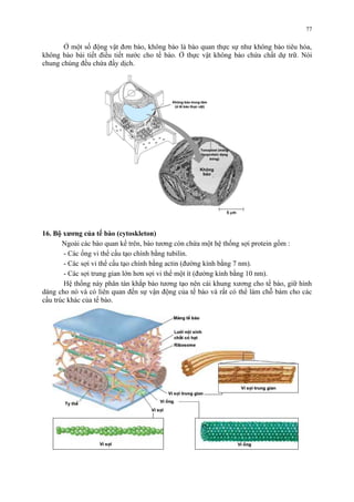 77 
Ở một số động vật đơn bào, không bào là bào quan thực sự như không bào tiêu hóa, 
không bào bài tiết điều tiết nước cho tế bào. Ở thực vật không bào chứa chất dự trữ. Nói 
chung chúng đều chứa đầy dịch. 
16. Bộ xương của tế bào (cytoskleton) 
Ngoài các bào quan kể trên, bào tương còn chứa một hệ thống sợi protein gồm : 
- Các ống vi thể cấu tạo chính bằng tubilin. 
- Các sợi vi thể cấu tạo chính bằng actin (đường kính bằng 7 nm). 
- Các sợi trung gian lớn hơn sợi vi thể một ít (đường kính bằng 10 nm). 
Hệ thống này phân tán khắp bào tương tạo nên cái khung xương cho tế bào, giữ hình 
dáng cho nó và có liên quan đến sự vận động của tế bào và rất có thể làm chỗ bám cho các 
cấu trúc khác của tế bào. 
 