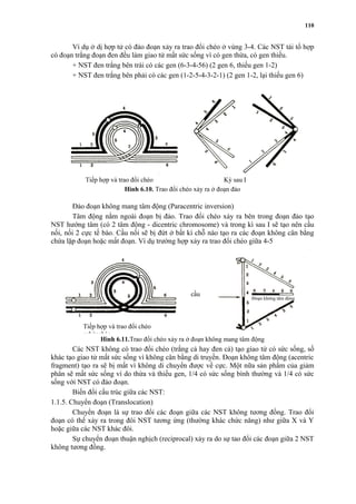Ví dụ ở dị hợp tử có đảo đoạn xảy ra trao đổi chéo ở vùng 3-4. Các NST tái tổ hợp 
có đoạn trắng đoạn đen đều làm giao tử mất sức sống vì có gen thừa, có gen thiếu. 
+ NST đen trắng bên trái có các gen (6-3-4-56) (2 gen 6, thiếu gen 1-2) 
+ NST đen trắng bên phải có các gen (1-2-5-4-3-2-1) (2 gen 1-2, lại thiếu gen 6) 
Tiếp hợp và trao đổi chéo Kỳ sau I 
Hình 6.10. Trao đổi chéo xảy ra ở đoạn đảo 
Đảo đoạn không mang tâm động (Paracentric inversion) 
Tâm động nằm ngoài đoạn bị đảo. Trao đổi chéo xảy ra bên trong đoạn đảo tạo 
NST hướng tâm (có 2 tâm động - dicentric chromosome) và trong kì sau I sẽ tạo nên cầu 
nối, nối 2 cực tế bào. Cầu nối sẽ bị đứt ở bất kì chỗ nào tạo ra các đoạn không cân bằng 
chứa lặp đoạn hoặc mất đoạn. Ví dụ trường hợp xảy ra trao đổi chéo giữa 4-5 
Hình 6.11.Trao đổi chéo xảy ra ở đoạn không mang tâm động 
Các NST không có trao đổi chéo (trắng cả hay đen cả) tạo giao tử có sức sống, số 
khác tạo giao tử mất sức sống vì không cân bằng di truyền. Đoạn không tâm động (acentric 
fragment) tạo ra sẽ bị mất vì không di chuyển được về cực. Một nữa sản phẩm của giảm 
phân sẽ mất sức sống vì do thừa và thiếu gen, 1/4 có sức sống bình thường và 1/4 có sức 
sống với NST có đảo đoạn. 
Biến đổi cấu trúc giữa các NST: 
1.1.5. Chuyển đoạn (Translocation) 
Chuyển đoạn là sự trao đổi các đoạn giữa các NST không tương đồng. Trao đổi 
đoạn có thể xảy ra trong đôi NST tương ứng (thường khác chức năng) như giữa X và Y 
hoặc giữa các NST khác đôi. 
Sự chuyển đoạn thuận nghịch (reciprocal) xảy ra do sự tao đổi các đoạn giữa 2 NST 
không tương đồng. 
110 
Tiếp hợp và trao đổi chéo 
cchéochéo 
cầu 
Đoạn không tâm động 
 