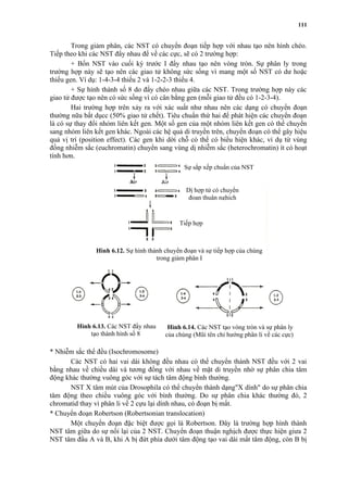 111 
Trong giảm phân, các NST có chuyển đoạn tiếp hợp với nhau tạo nên hình chéo. 
Tiếp theo khi các NST đẩy nhau để về các cực, sẽ có 2 trường hợp: 
+ Bốn NST vào cuối kỳ trước I đẩy nhau tạo nên vòng tròn. Sự phân ly trong 
trường hợp này sẽ tạo nên các giao tử không sức sống vì mang một số NST có dư hoặc 
thiếu gen. Ví dụ: 1-4-3-4 thiếu 2 và 1-2-2-3 thiếu 4. 
+ Sự hình thành số 8 do đẩy chéo nhau giữa các NST. Trong trường hợp này các 
giao tử được tạo nên có sức sống vì có cân bằng gen (mỗi giao tử đều có 1-2-3-4). 
Hai trường hợp trên xảy ra với xác suất như nhau nên các dạng có chuyển đoạn 
thường nữa bất dụcc (50% giao tử chết). Tiêu chuẩn thứ hai để phát hiện các chuyển đoạn 
là có sự thay đổi nhóm liên kết gen. Một số gen của một nhóm liên kết gen có thể chuyển 
sang nhóm liên kết gen khác. Ngoài các hệ quả di truyền trên, chuyển đoạn có thể gây hiệu 
quả vị trí (position effect). Các gen khi dời chỗ có thể có biểu hiện khác, ví dụ từ vùng 
đồng nhiễm sắc (euchromatin) chuyển sang vùng dị nhiễm sắc (heterochromatin) ít có hoạt 
tính hơn. 
Sự sắp xếp chuẩn của NST 
Dị hợp tử có chuyển 
đoạn thuận nghịch 
Tiếp hợp 
Hình 6.12. Sự hình thành chuyển đoạn và sự tiếp hợp của chúng 
trong giảm phân I 
Hình 6.13. Các NST đẩy nhau 
tạo thành hình số 8 
* Nhiễm sắc thể đều (Isochromosome) 
Hình 6.14. Các NST tạo vòng tròn và sự phân ly 
của chúng (Mũi tên chỉ hướng phân li về các cực) 
Các NST có hai vai dài không đều nhau có thể chuyển thành NST đều với 2 vai 
bằng nhau về chiều dài và tương đồng với nhau về mặt di truyền nhờ sự phân chia tâm 
động khác thường vuông góc với sự tách tâm động bình thường. 
NST X tâm mút của Drosophila có thể chuyển thành dạng"X dính" do sự phân chia 
tâm động theo chiều vuông góc với bình thường. Do sự phân chia khác thường đó, 2 
chromatid thay vì phân li về 2 cựu lại dính nhau, có đoạn bị mất. 
* Chuyển đoạn Robertson (Robertsonian translocation) 
Một chuyển đoạn đặc biệt được gọi là Robertson. Đây là trường hợp hình thành 
NST tâm giữa do sự nối lại của 2 NST. Chuyển đoạn thuận nghịch được thực hiện giưa 2 
NST tâm đầu A và B, khi A bị đứt phía dưới tâm động tạo vai dài mất tâm động, còn B bị 
 