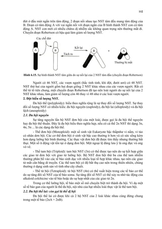 đứt ở đầu mút ngắn trên tâm động, 2 đoạn nối nhau tạo NST tâm đều mang tâm động của 
B. Đoạn có tâm động A với vai ngắn nối với đoạn ngắn của B hình thành NST con có tâm 
động A. NST con mới có nhiều châtss dị nhiễm sắc không quan trọng nên thường mất đi. 
Chuyển đoạn Robertson có hậu quả làm giảm số lượng NST. 
Hình 6.15. Sự hình thành NST tâm giữa do sự nối lại của 2 NST tâm đầu (chuyển đoạn Robertson) 
Người có 46 NST, các vượn người (hắc tinh tinh, khỉ đột, đười ươi) có 48 NST. 
NST thứ hai của người gồm hai đoạn giống 2 NST khác nhau của các vượn người. Rất có 
thể từ tổ tiên chung, một chuyển đoạn Robertson đã tạo nên loài người do sự nối lại của 2 
NST khác nhau, làm giảm số lượng còn 46 thay vì 48 như ở các loài vượn người. 
2. Đột biến số lượng NST. 
Đa bội thể (polyploidy): hiểu theo nghĩa rộng là sự thay đổi số lượng NST. Sự thay 
đổi số lượng NST có nhiều kiểu: đa bội nguyên (euploidy), đa bội lai (alloploidy) và đa bội 
lệch (aneuploidy) 
2.1. Đa bội nguyên 
Sự tăng nguyên lần bộ NST đơn bội của một loài, được gọi là đa bội thể nguyên 
hay đa bội thể thuần. Đây là đa bội hiểu theo nghĩa hẹp, nếu có cá thể 2n NST thì dạng 3n, 
4n, 5n ... là các dạng đa bội thể. 
- Thể đơn bội (Monoploid): một số sinh vật Eukaryote bậc thấpnhư vi nấm, vi tảo 
có nhân dơn bội. Các cơ thể đơn bội ở sinh vật bậc cao thường ít hơn và có sức sống kém 
hơn dạng lưỡng bội bình thường. Các thực vật đơn bội đã được tìm thấy nhưng thường bất 
thụi. Một số ít động vật tồn tại ở dạng đon bội. Một ngoại lệ đáng lưu ý là ong đực và ong 
vò vẽ. 
- Thể tam bội (Triploid): tam bội NST (3n) có thể được tạo nên do sự kết hợp giữa 
các giao tử đơn bội với giao tử lưỡng bội. Bộ NST đon bội thứ ba của thể tam nhiễm 
thường phân bố vào các tế bào sinh dục với nhiều loại tổ hợp khác nhau, tạo nên các giao 
tử mất cân bằng di truyền. Các thể tam bội có độ bất thụ cao nên trong thiên nhiên, chúng 
thường ở dạng sinh sản vô tính như cây chuối. 
- Thể tứ bội (Tetraploid): tứ bội NST (4n) có thể xuất hiện trong các tế bào cơ thể 
do sự tăng đôi số NST của tế bào soma. Sự tăng đôi số NST có thể xảy ra nhờ tác động của 
alkaloid colchicine vào tế bào hoặc do sự hợp nhất của các giao tử 2n. 
Trong cơ thể lưỡng bội, tế bào một số mô chuyên biệt trở thành đa bội. Ví dụ một 
số tế bào gan của người là thể đa bội, nội nhủ của hạt nhiều loài thực vật là thể tam bội. 
2.2. Đa bội thể lai: còn gọi là thể dị bội 
Đa bội thể lai có được khi cả 2 bộ NST của 2 loài khác nhau cùng đứng chung 
trong một tế bào (2nA + 2nB). 
112 
Các chỗ đứt 
Kết lại 
Thường bị mất 
Tách ra 
 