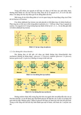13 
Trong mỗi nhóm các nguyên tử kết hợp với nhau có thể theo các cách khác nhau, 
thường hình thành các cấu trúc hóa học khác nhau dù là số nguyên tử C, H và O vẫn như 
nhau. Các dạng cấu trúc này được gọi là các đồng phân cấu trúc. 
Một trong số các kiểu đồng phân có vai trò quan trọng cho hoạt động sống của tế bào 
đó là Glucose và Fructose. 
Các nhóm aldehyde hay ketone của một gluxide có thể phản ứng với nhóm hydroxyl. 
Phản ứng này có thể xảy ra bên trong phân tử gluxide có n > 4 để tạo vòng 5 hay 6 nguyên tử 
cacbon. Các nguyên tử C trong trường hợp này đánh số thứ tự từ 1, 2, 3,... từ các đầu gần nhất 
với nhóm aldehyde hay ketone. 
Hình 1.3. Sự tạo vòng của glucose 
1.2. Các đường đôi ( disaccharide ) 
Hai đường đơn có thể gắn với nhau tạo thành đường kép (disaccharide) như 
saccharose (đường ăn thông dụng - glucoseα 1,2 fructose), maltose (glucoseα 1,4 glucose), 
lactose (galactoseβ 1,4 glucose), thường có trong cơ thể sinh vật. 
Hình 1.4. Các đường đơn tạo maltose 
Hình 1.5. Các đường đơn tạo saccharose 
Đường maltose được thấy trong ống tiêu hóa của người như sản phẩm đầu tiên của sự 
tiêu hóa tinh bột, và sau đó được gãy tiếp thành glucose để hấp thụ vào cơ thể và sử dụng cho 
quá trình hô hấp. Maltose gồm 2 phân tử glucose kết hợp với nhau bởi mối liên kết glycosid. 
Trong cơ thể sống mối liên kết này hình thành qua một số bước, mỗi bước do 1 enzyme xúc 
tác. 
 