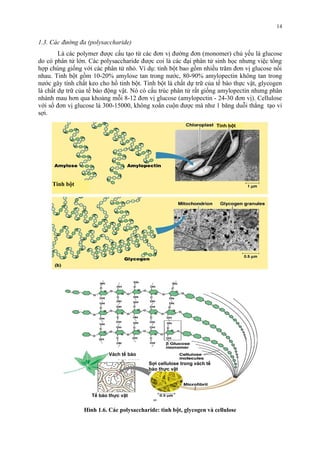 1.3. Các đường đa (polysaccharide) 
Là các polymer được cấu tạo từ các đơn vị đường đơn (monomer) chủ yếu là glucose 
do có phân tử lớn. Các polysaccharide được coi là các đại phân tử sinh học nhưng việc tổng 
hợp chúng giống với các phân tử nhỏ. Ví dụ: tinh bột bao gồm nhiều trăm đơn vị glucose nối 
nhau. Tinh bột gồm 10-20% amylose tan trong nước, 80-90% amylopectin không tan trong 
nước gây tính chất keo cho hồ tinh bột. Tinh bột là chất dự trữ của tế bào thực vật, glycogen 
là chất dự trữ của tế bào động vật. Nó có cấu trúc phân tử rất giống amylopectin nhưng phân 
nhánh mau hơn qua khoảng mỗi 8-12 đơn vị glucose (amylopectin - 24-30 đơn vị). Cellulose 
với số đơn vị glucose là 300-15000, không xoắn cuộn được mà như 1 băng duỗi thẳng tạo vi 
sợi. 
Vách tế bào 
Hình 1.6. Các polysaccharide: tinh bột, glycogen và cellulose 
14 
Tinh bột 
Tinh bột 
Tế bào thực vật 
Sợi cellulose trong vách tế 
bào thực vật 
 