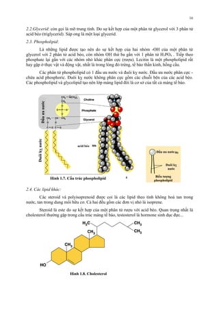 2.2.Glycerid: còn gọi là mỡ trung tính. Do sự kết hợp của một phân tử glycerol với 3 phân tử 
acid béo (triglycerid). Sáp ong là một loại glycerid. 
2.3. Phospholipid: 
Là những lipid được tạo nên do sự kết hợp của hai nhóm -OH của một phân tử 
glycerol với 2 phân tử acid béo, còn nhóm OH thứ ba gắn với 1 phân tử H3PO4 . Tiếp theo 
phosphate lại gắn với các nhóm nhỏ khác phân cực (rượu). Lecitin là một phospholipid rất 
hay gặp ở thực vật và động vật, nhất là trong lòng đỏ trứng, tế bào thần kinh, hồng cầu. 
Các phân tử phospholipid có 1 đầu ưa nước và đuôi kỵ nước. Đầu ưa nước phân cực - 
chứa acid phosphoric. Đuôi kỵ nước không phân cực gồm các chuỗi bên của các acid béo. 
Các phospholipid và glycolipid tạo nên lớp màng lipid đôi là cơ sở của tất cả màng tế bào. 
2.4. Các lipid khác: 
Các steroid và polyisoprenoid được coi là các lipid theo tính không hoà tan trong 
nước, tan trong dung môi hữu cơ. Cả hai đều gồm các đơn vị nhỏ là isoprene. 
Steroid là este do sự kết hợp của một phân tử rượu với acid béo. Quan trọng nhất là 
cholesterol thường gặp trong cấu trúc màng tế bào, testosterol là hormone sinh dục đực... 
16 
Đầu ưa nước 
Đuôi kỵ nước 
Đầu ưa nước 
Đuôi kỵ 
nước 
Biểu tượng 
phospholipid 
acid béo 
Hình 1.7. Cấu trúc phospholipid 
Hình 1.8. Cholesterol 
 