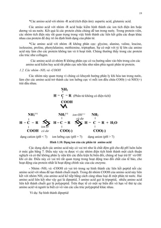 *Các amino acid với nhóm -R acid (tích điện âm): aspartic acid, glutamic acid. 
Các amino acid với nhóm -R acid hoặc kiềm hình thành các ion tích điện âm hoặc 
dương và ưa nước. Kết quả là các protein chứa chúng dễ tan trong nước. Trong protein viên, 
các nhóm tích điện này rất quan trọng trong việc hình thành các liên kết giữa các đoạn khác 
nhau của protein để duy trì ổn định hình dạng của phân tử. 
*Các amino acid với nhóm -R không phân cực: glycine, alanine, valine, leucine, 
isoleusine, proline, phenylalanine, methionine, triptophan. Sự có mặt với tỷ lệ lớn các amino 
acid này làm cho các protein không tan và ít hoạt tính. Chúng thường thấy trong các protein 
cấu trúc như collagen. 
Các amino acid có nhóm R không phân cực có xu hướng nằm vào bên trong còn các 
amino acid kiềm hay acid rất phân cực nên hầu như nằm phía ngoài phân tử protein. 
1.2. Các nhóm -NH2 và -COOH 
Các nhóm này quan trọng vì chúng có khuynh hướng phân ly khi hòa tan trong nước, 
làm cho các amino acid trở thành các ion lưỡng cực vì mỗi ion đều chứa COO(-) và NH3(+) 
trái dấu nhau. 
NH2 
H C R (Phân tử không có điện tích) 
COOH 
NH3 
(+) NH3 
(+) ion OH (-) NH2 
có dư 
H C R H C R H C R + H2O 
ion H+ 
COOH có dư COO(-) COO(-) 
dạng cation (pH < 7) ion lưỡng cực (pH = 7) dạng anion (pH > 7) 
Hình 1.10. Dạng ion của các phân tử amino acid 
Các dung dịch các amino acid này có vai trò như là chất đệm giữ cho độ pH luôn luôn 
ở mức gần bằng 7. Điều này xảy ra được vì các nhóm điện tích hình thành một cách thuận 
nghịch và có thể không phân ly nữa khi các điều kiện bị biến đổi, chúng sẽ loại trừ H+ và OH-khi 
có dư. Điều này có vai trò rất quan trọng trong hoạt động trao đổi chất của tế bào, cho 
hoạt động của protein nhất là hoạt động chính xác của các enzyme. 
- Nhóm -NH2 và -COOH có vai trò trong sự hình thành các liên kết peptid nối các 
amino acid với nhau để tạo thành chuỗi mạch. Trong đó nhóm COOH của amino acid này liên 
kết với nhóm NH2 của amino acid kế tiếp bằng cách cùng nhau loại đi một phân tử nước. Hai 
amino acid liên kết như vậy gọi là dipeptid, 3 amino acid gọi là tripeptid, nhiều amino acid 
liên kết thành chuỗi gọi là polypeptid. Trên thực tế có một sự biến đổi vô hạn về thứ tự các 
amino acid và người ta biết có vô vàn các cấu trúc polypeptid khác nhau. 
Ví dụ: Sự hình thành dipeptid 
19 
 