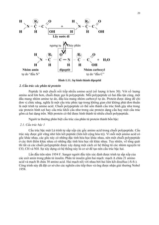 H R1 
O H R2 O 
N C C + N C C 
H H OH H H OH 
Lấy nước đi 
ngưng tụ Thủy phân 
H R1 O R2 O 
N C C N C C + H2O 
H H H H OH 
Nhóm amin dipeptit Nhóm carboxyl 
tự do “đầu N” tự do “đầu C” 
Hình 1.11. Sự hình thành dipeptid 
2. Cấu trúc các phân tử protein 
20 
Peptide là môt chuôi nối tiếp nhiêu amino acid (số lương it hơn 30). Với số lương 
amino acid lớn hơn, chuôi đươc goi là polypeptide. Môi polypeptide có hai đâu tận cung, môt 
đâu mang nhóm amine tự do, đâu kia mang nhóm carboxyl tự do. Protein đươc dung đê chi 
đơn vi chức năng, nghia là môt cấu truc phức tạp trong không gian chứ không phải đơn thuân 
là môt trinh tự amino acid. Chuôi polypeptide có thê uốn thành cấu truc hinh gậy như trong 
các protein hinh sơi hay cấu truc khối câu như trong các protein dạng câu hay môt cấu truc 
gồm cả hai dạng trên. Môt protein có thê đươc hinh thành tư nhiêu chuôi polypeptide. 
Ngươi ta thương phân biệt cấu truc cua phân tử protein thành bốn bậc: 
2.1. Cấu trúc bậc 1 
Cấu trúc bậc một Là trinh tự săp xếp các gốc amino acid trong chuôi polypeptide. Cấu 
truc này đươc giư vưng nhơ liên kết peptide (liên kết công hóa tri). Vi môi môt amino acid có 
gốc khác nhau, các gốc này có nhưng đăc tinh hóa hoc khác nhau, nên môt chuôi polypeptide 
ơ các thơi điêm khác nhau có nhưng đăc tinh hóa hoc rất khác nhau. Tuy nhiên, vê tông quát 
thi tất cả các chuôi polypeptide đươc xây dựng môt cách có hệ thống tư các nhóm nguyên tử 
CO, CH và NH. Sự xây dựng có hệ thống này là cơ sơ đê tạo nên cấu truc bậc hai. 
Lần đầu tiên năm 1954 F. Sanger người đầu tiên xác định được trình tự sắp xếp của 
các axit amin trong phân tử insulin. Phân tử insulin gồm hai mạch: mạch A chứa 21 amino 
acid và mạch B chứa 30 amino acid. Hai mạch nối với nhau bởi hai liên kết disulfua (-S-S-). 
Công trình này đã đặt cơ sở cho các nghiên cứu tiếp theo và ông được nhận giải thưởng Nobel 
1958. 
 