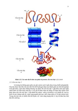 Cấu trúc bậc 
1 
Cấu trúc bậc 
2 
NNếpế pg ấgpấ pβ β Chuỗi 
xoắn α 
Cấu trúc bậc 
3 
Cấu trúc bậc 
4 
Hình 1.12. Các mức độ tổ chức của phân tử protein: cấu trúc bậc 1, 2, 3, và 4 
2.2. Cấu trúc bậc 2 
21 
Là tương tác không gian giưa các gốc amino acid ơ gân nhau trong chuôi polypeptide. 
Cấu truc đươc làm bên chu yếu nhơ liên kết hydrogen đươc tạo thành giưa các liên kết peptide 
ơ kê gân nhau, cách nhau nhưng khoảng xác đinh. Do cấu truc bậc 1 gấp khuc môt cách ngẫu 
nhiên dưới các điều kiện sinh học vì các gốc R khác nhau tác động với nhau theo nhiều cách 
khác nhau nên cấu truc bậc 2 xếp thành hai nhóm: xoăn a (a-helix) và lá phiến b. Loại a- 
helix là sơi ơ dạng xoăn ốc, cuôn xung quanh môt truc, môi vong xoăn có 3,6 gốc amino acid. 
Trong cấu trúc này có nhiều liên kết hydro với mức năng lượng nhỏ vì vậy nó đảm bảo tính 
đàn hồi sinh học. 
 