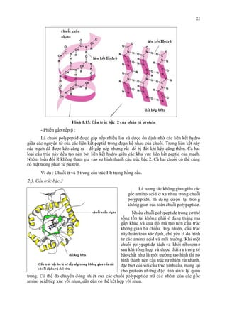 Hình 1.13. Cấu trúc bậc 2 của phân tử protein 
22 
- Phiến gấp nếp β : 
Là chuỗi polypeptid được gấp nếp nhiều lần và đưọc ổn định nhờ các liên kết hydro 
giữa các nguyên tử của các liên kết peptid trong đoạn kế nhau của chuỗi. Trong liên kết này 
các mạch đã được kéo căng ra - dễ gấp nếp nhưng rất dễ bị đứt khi kéo căng thêm. Cả hai 
loại cấu trúc này đều tạo nên bởi liên kết hydro giữa các khu vực liên kết peptid của mạch. 
Nhóm biến đổi R không tham gia vào sự hình thành cấu trúc bậc 2. Cả hai chuỗi có thể cùng 
có mặt trong phân tử protein. 
Ví dụ : Chuỗi a và β trong cấu trúc Hb trong hồng cầu. 
2.3. Cấu trúc bậc 3 
Là tương tác không gian giưa các 
gốc amino acid ơ xa nhau trong chuôi 
polypeptide, là dạ ng cu ôn lại tron g 
không gian cua toàn chuôi polypeptide. 
Nhiêu chuôi polypeptide trong cơ thê 
sống tồn tại không phải ơ dạng thăng mà 
gấp khuc và qua đó mà tạo nên cấu truc 
không gian ba chiêu. Tuy nhiên, cấu truc 
này hoàn toàn xác đinh, chu yếu là do trinh 
tự các amino acid và môi trương. Khi môt 
chuôi polypeptide tách r a khoi ribosome 
sau khi tông hơp và đươc thải ra trong tế 
bào chất như là môi trương tạo hinh thi nó 
hinh thành nên cấu truc tự nhiên rất nhanh, 
đăc biệt đối với cấu truc hinh câu, mang lại 
cho protein nhưng đăc tinh sinh ly quan 
trong. Có thê do chuyên đông nhiệt cua các chuôi polypeptide mà các nhóm cua các gốc 
amino acid tiếp xuc với nhau, dẫn đến có thê kết hơp với nhau. 
 