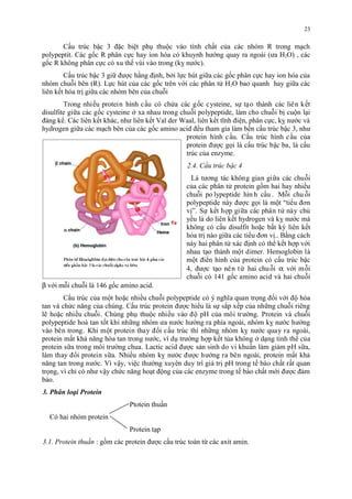 Cấu trúc bậc 3 đặc biệt phụ thuộc vào tính chất của các nhóm R trong mạch 
polypeptit. Các gốc R phân cực hay ion hóa có khuynh hướng quay ra ngoài (ưa H2O) , các 
gốc R không phân cực có xu thế vùi vào trong (kỵ nước). 
Cấu trúc bậc 3 giữ được hằng định, bởi lực hút giữa các gốc phân cực hay ion hóa của 
nhóm chuỗi bên (R). Lực hút của các gốc trên với các phân tử H2O bao quanh hay giữa các 
liên kết hóa trị giữa các nhóm bên của chuỗi 
Trong nhiêu protein hinh câu có chứa các gốc cysteine, sự tạo thành các liên kết 
disulfite giưa các gốc cysteine ơ xa nhau trong chuôi polypeptide, làm cho chuôi bi cuôn lại 
đáng kê. Các liên kết khác, như liên kết Val der Waal, liên kết tinh điện, phân cực, ky nước và 
hydrogen giưa các mạch bên cua các gốc amino acid đêu tham gia làm bên cấu truc bậc 3, như 
protein hinh c âu. Cấu truc hinh c âu cua 
protein đươc goi là cấu truc bậc ba, là cấu 
truc cua enzyme. 
2.4. Cấu trúc bậc 4 
Là tương tác không gian giưa các chuôi 
của các phân tử protein gồm hai hay nhiều 
chuôi po lypeptide hin h câu . Môi chu ôi 
polypeptide này đươc goi là môt “tiêu đơn 
vi”. Sự kết hơp giưa các phân tử này chu 
yếu là do liên kết hydrogen và ky nước mà 
không có cầu disulfit hoặc bất kỳ liên kết 
hóa tri nào giưa các tiêu đơn vi.. Băng cách 
này hai phân tử xác đinh có thê kết hơp với 
nhau tạo thành môt dimer. Hemoglobin là 
một điển hình của protein có cấu trúc bậc 
4, đươc tạo nên tư hai chuôi a với môi 
chuôi có 141 gốc amino acid và hai chuôi 
b với môi chuôi là 146 gốc amino acid. 
Cấu truc cua môt hoăc nhiêu chuôi polypeptide có y nghia quan trong đối với đô hoa 
tan và chức năng cua chung. Cấu truc protein đươc hiêu là sự săp xếp cua nhưng chuôi riêng 
le hoăc nhiêu chuôi. Chung phu thuôc nhiêu vào đô pH cua môi trương. Protein và chuôi 
polypeptide hoà tan tốt khi nhưng nhóm ưa nước hướng ra phia ngoài, nhóm ky nước hướng 
vào bên trong. Khi môt protein thay đôi cấu truc thi nhưng nhóm ky nước quay ra ngoài, 
protein mất khả năng hoa tan trong nước, vi du trương hơp kết tua không ơ dạng tinh thê cua 
protein sưa trong môi trương chua. Lactic acid đươc sản sinh do vi khuân làm giảm pH sưa, 
làm thay đôi protein sưa. Nhiêu nhóm ky nước đươc hướng ra bên ngoài, protein mất khả 
năng tan trong nước. Vi vậy, việc thương xuyên duy tri giá tri pH trong tế bào chất rất quan 
trong, vi chi có như vậy chức năng hoạt đông cua các enzyme trong tế bào chất mới đươc đảm 
bảo. 
3. Phân loại Protein 
Ptotein thuần 
Có hai nhóm protein 
Protein tạp 
3.1. Protein thuần : gồm các protein được cấu trúc toàn từ các axit amin. 
23 
 