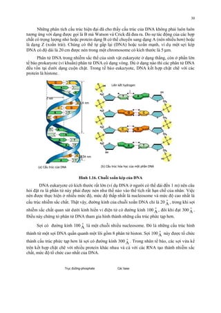 30 
Nhưng phân tich cấu truc hiện đại đa cho thấy cấu truc cua DNA không phải luôn luôn 
tương ứng với dạng đươc goi là B mà Watson và Crick đa đưa ra. Do sự tác đông cua các hơp 
chất có trong lương nho hoăc protein dạng B có thê chuyên sang dạng A (nen nhiêu hơn) hoăc 
là dạng Z (xoăn trái). Chung có thê tự gấp lại (DNA) hoăc xoăn mạnh, vi du môt sơi kep 
DNA có đô dài là 20 cm đươc nen trong môt chromosome có kich thước là 5 mm. 
Phân tử DNA trong nhiêm săc thê cua sinh vật eukaryote ơ dạng thăng, con ơ phân lớn 
tế bào prokaryote (vi khuân) phân tử DNA có dạng vong. Du ơ dạng nào thi các phân tử DNA 
đêu tồn tại dưới dạng cuôn chăt. Trong tế bào eukaryote, DNA kết hơp chăt che với các 
protein là histone. 
Liên kết hydrogen 
3,4 nm 
0,34 nm 
1 nm 
(a) Cấu trúc của DNA (b) Cấu trúc hóa học của một phần DNA 
Hình 1.16. Chuỗi xoắn kép của DNA 
DNA eukaryote có kich thước rất lớn (vi du DNA ơ ngươi có thê dài đến 1 m) nên câu 
hoi đăt ra là phân tử này phải đươc nen như thế nào vào thê tich rất hạn chế cua nhân. Việc 
nen đươc thực hiện ơ nhiêu mức đô, mức đô thấp nhất là nucleosome và mức đô cao nhất là 
cấu truc nhiêm săc chất. Thật vậy, đương kinh cua chuôi xoăn DNA chi là 20 oA 
, trong khi sơi 
nhiêm săc chất quan sát dưới kinh hiên vi điện tử có đương kinh 100 oA 
, đôi khi đạt 300 oA 
. 
Điêu này chứng to phân tử DNA tham gia hinh thành nhưng cấu truc phức tạp hơn. 
Sơi có đương kinh 100 oA 
là môt chuôi nhiêu nucleosome. Đó là nhưng cấu truc hinh 
thành tư môt sơi DNA quấn quanh môt loi gồm 8 phân tử histon. Sơi 100 oA 
này đươc tô chức 
thành cấu truc phức tạp hơn là sơi có đương kinh 300 oA 
. Trong nhân tế bào, các sơi vưa kê 
trên kết hơp chăt che với nhiêu protein khác nhau và cả với các RNA tạo thành nhiêm săc 
chất, mức đô tô chức cao nhất cua DNA. 
Trục đường-phosphate Các base 
 