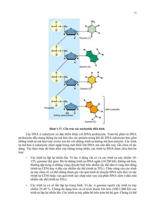 Thymine (T) 
Adenine (A) 
Cytosine (C) 
Guanine (G) 
Phosphate 
Đường (deoxyribose) 
DNA nucleotide 
Hình 1.17. Cấu trúc các nucleotide điển hình. 
31 
Các DNA ơ eukaryote có đăc điêm khác với DNA prokaryote. Toàn bô phân tử DNA 
prokaryote đêu mang thông tin ma hóa cho các protein trong khi đó DNA eukaryote bao gồm 
nhưng trinh tự ma hoá (các exon) xen ke với nhưng trinh tự không ma hoá (intron). Các trinh 
tự ma hoá ơ eukaryote chim ngập trong môt khối lớn DNA mà cho đến nay vẫn chưa ro tác 
dung. Tuy theo mức đô hiện diện cua chung trong nhân, các trinh tự DNA đươc chia làm ba 
loại: 
- Các trinh tự lăp lại nhiêu lân. Vi du: ơ đông vật có vu các trinh tự này chiếm 10- 
15% genome (hệ gen). Đó là nhưng trinh tự DNA ngăn (10-200 kb), không ma hoá, 
thương tập trung ơ nhưng vung chuyên biệt trên nhiêm săc thê như ơ vung tâm đông 
(trinh tự CEN) hay ơ đâu các nhiêm săc thê (trinh tự TEL). Chức năng cua các trinh 
tự này chưa ro, có thê chung tham gia vào quá trinh di chuyên DNA trên thoi vô săc 
(trinh tự CEN) hoăc vào quá trinh sao chep toàn ven cua phân DNA năm ơ đâu mut 
nhiêm săc thê (trinh tự TEL). 
- Các trinh tự có số lân lăp lại trung binh. Vi du: ơ genome ngươi các trinh tự này 
chiếm 25-40 %. Chung đa dạng hơn và có kich thước lớn hơn (100-1.000 kb) các 
trinh tự lăp lại nhiêu lân. Các trinh tự này phân bố trên toàn bô bô gen. Chung có thê 
 