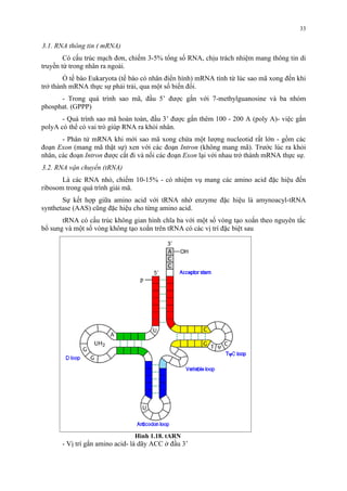 3.1. RNA thông tin ( mRNA) 
Có cấu trúc mạch đơn, chiếm 3-5% tổng số RNA, chịu trách nhiệm mang thông tin di 
truyền từ trong nhân ra ngoài. 
Ỏ tế bào Eukaryota (tế bào có nhân điển hình) mRNA tính từ lúc sao mã xong đến khi 
trở thành mRNA thực sự phải trải, qua một số biến đổi. 
- Trong quá trình sao mã, đầu 5’ được gắn với 7-methylguanosine và ba nhóm 
phosphat. (GPPP) 
- Quá trình sao mã hoàn toàn, đầu 3’ được gắn thêm 100 - 200 A (poly A)- việc gắn 
polyA có thể có vai trò giúp RNA ra khỏi nhân. 
- Phân tử mRNA khi mới sao mã xong chứa một lượng nucleotid rất lớn - gồm các 
đoạn Exon (mang mã thật sự) xen với các đoạn Intron (không mang mã). Trước lúc ra khỏi 
nhân, các đoạn Intron được cắt đi và nối các đoạn Exon lại với nhau trở thành mRNA thực sự. 
3.2. RNA vận chuyển (tRNA) 
Là các RNA nhỏ, chiếm 10-15% - có nhiệm vụ mang các amino acid đặc hiệu đến 
ribosom trong quá trình giải mã. 
Sự kết hợp giữa amino acid với tRNA nhờ enzyme đặc hiệu là amynoacyl-tRNA 
synthetase (AAS) cũng đặc hiệu cho từng amino acid. 
tRNA có cấu trúc không gian hình chĩa ba với một số vòng tạo xoắn theo nguyên tắc 
bổ sung và một số vòng không tạo xoắn trên tRNA có các vị trí đặc biệt sau 
Hình 1.18. tARN 
- Vị trí gắn amino acid- là dãy ACC ở đầu 3’ 
33 
 