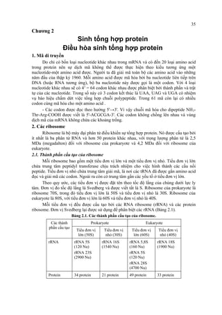 Chương 2 
Sinh tổng hợp protein 
Điều hòa sinh tổng hợp protein 
1. Mã di truyền 
Do chỉ có bốn loại nucleotide khác nhau trong mRNA và có đến 20 loại amino acid 
trong protein nên sự dịch mã không thể được thực hiện theo kiểu tương ứng một 
nucleotide-một amino acid được. Người ta đã giải mã toàn bộ các amino acid vào những 
năm đầu của thập kỷ 1960. Mỗi amino acid được mã hóa bởi ba nucleotide liên tiếp trên 
DNA (hoặc RNA tương ứng), bộ ba nucleotide này được gọi là một codon. Với 4 loại 
nucleotide khác nhau sẽ có 43 = 64 codon khác nhau được phân biệt bởi thành phần và trật 
tự của các nucleotide. Trong số này có 3 codon kết thúc là UAA, UAG và UGA có nhiệm 
vụ báo hiệu chấm dứt việc tổng hợp chuỗi polypeptide. Trong 61 mã còn lại có nhiều 
codon cùng mã hóa cho một amino acid . 
- Các codon được đọc theo hướng 5'→3'. Vì vậy chuỗi mã hóa cho dipeptide NH2- 
Thr-Arg-COOH được viết là 5'-ACGCGA-3'. Các codon không chồng lên nhau và vùng 
dịch mã của mRNA không chứa các khoảng trống. 
2. Các ribosome 
Ribosome là bộ máy đại phân tử điều khiển sự tổng hợp protein. Nó được cấu tạo bởi 
ít nhất là ba phân tử RNA và hơn 50 protein khác nhau, với trọng lượng phân tử là 2,5 
MDa (megadalton) đối với ribosome của prokaryote và 4,2 MDa đối với ribosome của 
eukaryote. 
2.1. Thành phần cấu tạo của ribosome 
Mỗi ribosome bao gồm một tiểu đơn vị lớn và một tiểu đơn vị nhỏ. Tiểu đơn vị lớn 
chứa trung tâm peptidyl transferase chịu trách nhiệm cho việc hình thành các cầu nối 
peptide. Tiểu đơn vị nhỏ chứa trung tâm giải mã, là nơi các tRNA đã được gắn amino acid 
đọc và giải mã các codon. Ngoài ra còn có trung tâm gắn các yếu tố ở tiểu đơn vị lớn. 
Theo quy ước, các tiểu đơn vị được đặt tên theo tốc độ lắng của chúng dưới lực ly 
tâm. Đơn vị đo tốc độ lắng là Svedberg và được viết tắt là S. Ribosome của prokaryote là 
ribosome 70S, trong đó tiểu đơn vị lớn là 50S và tiểu đơn vị nhỏ là 30S. Ribosome của 
eukaryote là 80S, với tiểu đơn vị lớn là 60S và tiểu đơn vị nhỏ là 40S. 
Mỗi tiểu đơn vị đều được cấu tạo bởi các RNA ribosome (rRNA) và các protein 
ribosome. Đơn vị Svedberg lại được sử dụng để phân biệt các rRNA (Bảng 2.1). 
Bảng 2.1. Các thành phần cấu tạo của ribosome. 
Các thành 
phần cấu tạo 
Prokaryote Eukaryote 
Tiểu đơn vị 
lớn (50S) 
Tiểu đơn vị 
nhỏ (30S) 
Tiểu đơn vị 
lớn (60S) 
Tiểu đơn vị 
nhỏ (40S) 
rRNA rRNA 5S 
(120 Nu) 
rRNA 23S 
(2900 Nu) 
rRNA 16S 
(1540 Nu) 
rRNA 5,8S 
(160 Nu) 
rRNA 5S 
(120 Nu) 
rRNA 28S 
(4700 Nu) 
rRNA 18S 
(1900 Nu) 
Protein 34 protein 21 protein 49 protein 33 protein 
35 
 