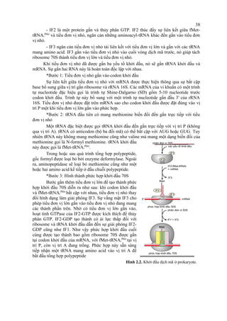 38 
- IF2 là một protein gắn và thủy phân GTP. IF2 thúc đẩy sự liên kết giữa fMet-tRNAi 
fMet và tiểu đơn vị nhỏ, ngăn cản những aminoacyl-tRNA khác đến gắn vào tiểu đơn 
vị nhỏ. 
- IF3 ngăn cản tiểu đơn vị nhỏ tái liên kết với tiểu đơn vị lớn và gắn với các tRNA 
mang amino acid. IF3 gắn vào tiểu đơn vị nhỏ vào cuối vòng dịch mã trước, nó giúp tách 
ribosome 70S thành tiểu đơn vị lớn và tiểu đơn vị nhỏ. 
Khi tiểu đơn vị nhỏ đã được gắn ba yếu tố khởi đầu, nó sẽ gắn tRNA khởi đầu và 
mRNA. Sự gắn hai RNA này là hoàn toàn độc lập với nhau. 
*Bước 1: Tiểu đơn vị nhỏ gắn vào codon khởi đầu 
Sự liên kết giữa tiểu đơn vị nhỏ với mRNA được thực hiện thông qua sự bắt cặp 
base bổ sung giữa vị trí gắn ribosome và rRNA 16S. Các mRNA của vi khuẩn có một trình 
tự nucleotide đặc hiệu gọi là trình tự Shine-Dalgarno (SD) gồm 5-10 nucleotide trước 
codon khởi đầu. Trình tự này bổ sung với một trình tự nucleotide gần đầu 3' của rRNA 
16S. Tiểu đơn vị nhỏ được đặt trên mRNA sao cho codon khởi đầu được đặt đúng vào vị 
trí P một khi tiểu đơn vị lớn gắn vào phức hợp. 
*Bước 2: tRNA đầu tiên có mang methionine biến đổi đến gắn trực tiếp với tiểu 
đơn vị nhỏ 
Một tRNA đặc biệt được gọi tRNA khởi đầu đến gắn trực tiếp với vị trí P (không 
qua vị trí A). tRNA có anticodon (bộ ba đối mã) có thể bắt cặp với AUG hoặc GUG. Tuy 
nhiên tRNA này không mang methionine cũng như valine mà mang một dạng biến đổi của 
methionine gọi là N-formyl methionine. tRNA khởi đầu 
này được gọi là fMet-tRNAi 
fMet. 
Trong hoặc sau quá trình tổng hợp polypeptide, 
gốc formyl được loại bỏ bởi enzyme deformylase. Ngoài 
ra, aminopeptidase sẽ loại bỏ methionine cũng như một 
hoặc hai amino acid kế tiếp ở đầu chuỗi polypeptide. 
*Bước 3: Hình thành phức hợp khởi đầu 70S 
Bước gắn thêm tiểu đơn vị lớn để tạo thành phức 
hợp khởi đầu 70S diễn ra như sau: khi codon khởi đầu 
và fMet-tRNAi 
fMet bắt cặp với nhau, tiểu đơn vị nhỏ thay 
đổi hình dạng làm giải phóng IF3. Sự vắng mặt IF3 cho 
phép tiểu đơn vị lớn gắn vào tiểu đơn vị nhỏ đang mang 
các thành phần trên. Nhờ có tiểu đơn vị lớn gắn vào, 
hoạt tính GTPase của IF2-GTP được kích thích để thủy 
phân GTP. IF2-GDP tạo thành có ái lực thấp đối với 
ribosome và tRNA khởi đầu dẫn đến sự giải phóng IF2- 
GDP cũng như IF1. Như vậy phức hợp khởi đầu cuối 
cùng được tạo thành bao gồm ribosome 70S được gắn 
tại codon khởi đầu của mRNA, với fMet-tRNAi 
fMet tại vị 
trí P, còn vị trí A đang trống. Phức hợp này sẵn sàng 
tiếp nhận một tRNA mang amino acid vào vị trí A để 
bắt đầu tổng hợp polypeptide 
Hình 2.2. Khởi đầu dịch mã ở prokaryote. 
 