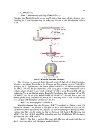 4.1.2. Ở Eukaryote 
* Bước 1: Sự hình thành phức hợp tiền khởi đầu 43S 
Giai đoạn khởi đầu đòi hỏi sự hỗ trợ của hơn 30 protein khác nhau, mặc dù eukaryote cũng 
có những yếu tố khởi đầu tương ứng với prokaryote. Các yếu tố khởi đầu này được ký hiệu 
là eIF. 
Hình 2.3. Khởi đầu dịch mã ở eukaryote. 
Khi ribosome của eukaryote hoàn thành một chu trình dịch mã, nó tách rời ra thành 
tiểu đơn vị lớn và tiểu đơn vị nhỏ tự do thông qua tác động của các yếu tố eIF3 và eIF1A 
(tương tự với IF3 ở prokaryote). Hai protein gắn GTP là eIF2 và eIF5B làm trung gian thu 
hút tRNA khởi đầu đã gắn methionine (chứ không phải N-formyl methionine như ở 
prokaryote) đến tiểu đơn vị nhỏ. Chính yếu tố eIF5B-GTP là tương đồng với IF2-GTP của 
prokaryote. Yếu tố này liên kết với tiểu đơn vị nhỏ theo phương thức phụ thuộc eIF1A. Rồi 
eIF5B-GTP giúp thu hút phức hợp eIF2-GTP và Met-tRNAi 
Met đến tiểu đơn vị nhỏ. Hai 
protein gắn GTP này cùng nhau đưa Met-tRNAi 
Met vào vùng thuộc vị trí P của tiểu đơn vị 
nhỏ. Kết quả, hình thành phức hợp tiền khởi đầu 43S. 
*Bước 2: Sự nhận dạng mũ 5' của mRNA 
Quá trình này được thực hiện thông qua eIF4F. Yếu tố này có ba tiểu đơn vị, một tiểu 
đơn vị gắn vào mũ 5', hai tiểu đơn vị khác gắn với RNA. Phức hợp này lại được gắn với 
eIF4B làm hoạt hóa một enzyme RNA helicase của một trong những tiểu đơn vị của eIF4F. 
Helicase này tháo xoắn tất cả các cấu trúc bậc hai được hình thành ở đầu tận cùng của 
mRNA. Phức hợp eIF4F/B và mRNA lại thu hút phức hợp tiền khởi đầu 43S đến thông 
qua tương tác giữa eIF4F và eIF3. 
*Bước 3: Tiểu đơn vị nhỏ tìm thấy codon khởi đầu bằng cách quét xuôi dòng từ 
đầu 5' của mRNA và sự hình thành phức hợp khởi đầu 80S 
39 
 