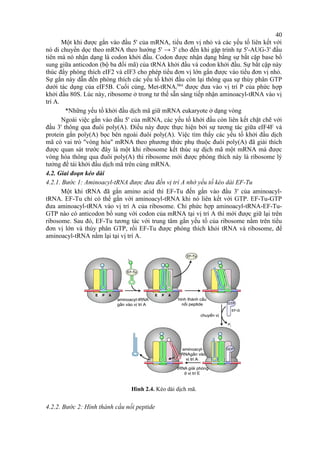 Một khi được gắn vào đầu 5' của mRNA, tiểu đơn vị nhỏ và các yếu tố liên kết với 
nó di chuyển dọc theo mRNA theo hướng 5' → 3' cho đến khi gặp trình tự 5'-AUG-3' đầu 
tiên mà nó nhận dạng là codon khởi đầu. Codon được nhận dạng bằng sự bắt cặp base bổ 
sung giữa anticodon (bộ ba đối mã) của tRNA khởi đầu và codon khởi đầu. Sự bắt cặp này 
thúc đẩy phóng thích eIF2 và eIF3 cho phép tiểu đơn vị lớn gắn được vào tiểu đơn vị nhỏ. 
Sự gắn này dẫn đến phóng thích các yếu tố khởi đầu còn lại thông qua sự thủy phân GTP 
dưới tác dụng của eIF5B. Cuối cùng, Met-tRNAi 
Met được đưa vào vị trí P của phức hợp 
khởi đầu 80S. Lúc này, ribosome ở trong tư thế sẵn sàng tiếp nhận aminoacyl-tRNA vào vị 
trí A. 
*Những yếu tố khởi đầu dịch mã giữ mRNA eukaryote ở dạng vòng 
Ngoài việc gắn vào đầu 5' của mRNA, các yếu tố khởi đầu còn liên kết chặt chẽ với 
đầu 3' thông qua đuôi poly(A). Điều này được thực hiện bởi sự tương tác giữa eIF4F và 
protein gắn poly(A) bọc bên ngoài đuôi poly(A). Việc tìm thấy các yếu tố khởi đầu dịch 
mã có vai trò "vòng hóa" mRNA theo phương thức phụ thuộc đuôi poly(A) đã giải thích 
được quan sát trước đây là một khi ribosome kết thúc sự dịch mã một mRNA mà được 
vòng hóa thông qua đuôi poly(A) thì ribosome mới được phóng thích này là ribosome lý 
tưởng để tái khởi đầu dịch mã trên cùng mRNA. 
4.2. Giai đoạn kéo dài 
4.2.1. Bước 1: Aminoacyl-tRNA được đưa đến vị trí A nhờ yếu tố kéo dài EF-Tu 
Một khi tRNA đã gắn amino acid thì EF-Tu đến gắn vào đầu 3' của aminoacyl-tRNA. 
EF-Tu chỉ có thể gắn với aminoacyl-tRNA khi nó liên kết với GTP. EF-Tu-GTP 
đưa aminoacyl-tRNA vào vị trí A của ribosome. Chỉ phức hợp aminoacyl-tRNA-EF-Tu- 
GTP nào có anticodon bổ sung với codon của mRNA tại vị trí A thì mới được giữ lại trên 
ribosome. Sau đó, EF-Tu tương tác với trung tâm gắn yếu tố của ribosome nằm trên tiểu 
đơn vị lớn và thủy phân GTP, rồi EF-Tu được phóng thích khỏi tRNA và ribosome, để 
aminoacyl-tRNA nằm lại tại vị trí A. 
Hình 2.4. Kéo dài dịch mã. 
4.2.2. Bước 2: Hình thành cầu nối peptide 
40 
 