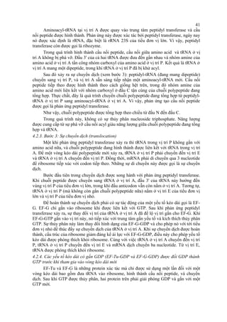 41 
Aminoacyl-tRNA tại vị trí A được quay vào trung tâm peptidyl transferase và cầu 
nối peptide được hình thành. Phản ứng này được xúc tác bởi peptidyl transferase, ngày nay 
nó được xác định là rRNA, đặc biệt là rRNA 23S của tiểu đơn vị lớn. Vì vậy, peptidyl 
transferase còn được gọi là ribozyme. 
Trong quá trình hình thành cầu nối peptide, cầu nối giữa amino acid và tRNA ở vị 
trí A không bị phá vỡ. Đầu 3' của cả hai tRNA được đưa đến gần nhau và nhóm amine của 
amino acid ở vị trí A tấn công nhóm carboxyl của amino acid ở vị trí P. Kết quả là tRNA ở 
vị trí A mang một dipeptide, trong khi tRNA ở vị trí P đã bị khử acyl. 
Sau đó xảy ra sự chuyển dịch (xem bước 3): peptidyl-tRNA (đang mang dipeptide) 
chuyển sang vị trí P, và vị trí A sẵn sàng tiếp nhận một aminoacyl-tRNA mới. Cầu nối 
peptide tiếp theo được hình thành theo cách giống hệt trên, trong đó nhóm amine của 
amino acid mới liên kết với nhóm carboxyl ở đầu C tận cùng của chuỗi polypeptide đang 
tổng hợp. Thực chất, đây là quá trình chuyển chuỗi polypeptide đang tổng hợp từ peptidyl-tRNA 
ở vị trí P sang aminoacyl-tRNA ở vị trí A. Vì vậy, phản ứng tạo cầu nối peptide 
được gọi là phản ứng peptidyl transferase. 
Như vậy, chuỗi polypeptide được tổng hợp theo chiều từ đầu N đến đầu C. 
Trong quá trình này, không có sự thủy phân nucleoside triphosphate. Năng lượng 
được cung cấp từ sự phá vỡ cầu nối acyl giàu năng lượng giữa chuỗi polypeptide đang tổng 
hợp và tRNA. 
4.2.3. Bước 3: Sự chuyển dịch (translocation) 
Một khi phản ứng peptidyl transferase xảy ra thì tRNA trong vị trí P không gắn với 
amino acid nữa, và chuỗi polypeptide đang hình thành được liên kết với tRNA trong vị trí 
A. Để một vòng kéo dài polypeptide mới xảy ra, tRNA ở vị trí P phải chuyển đến vị trí E 
và tRNA ở vị trí A chuyển đến vị trí P. Đồng thời, mRNA phải di chuyển qua 3 nucleotide 
để ribosome tiếp xúc với codon tiếp theo. Những sự di chuyển này được gọi là sự chuyển 
dịch. 
Bước đầu tiên trong chuyển dịch được song hành với phản ứng peptidyl transferase. 
Khi chuỗi peptide được chuyển sang tRNA ở vị trí A, đầu 3' của tRNA này hướng đến 
vùng vị trí P của tiểu đơn vị lớn, trong khi đầu anticodon vẫn còn nằm ở vị trí A. Tương tự, 
tRNA ở vị trí P (mà không còn gắn chuỗi polypeptide nữa) nằm ở vị trí E của tiểu đơn vị 
lớn và vị trí P của tiểu đơn vị nhỏ. 
Để hoàn thành sự chuyển dịch phải có sự tác động của một yếu tố kéo dài gọi là EF-G. 
EF-G chỉ gắn vào ribosome khi được liên kết với GTP. Sau khi phản ứng peptidyl 
transferase xảy ra, sự thay đổi vị trí của tRNA ở vị trí A đã để lộ vị trí gắn cho EF-G. Khi 
EF-G-GTP gắn vào vị trí này, nó tiếp xúc với trung tâm gắn yếu tố và kích thích thủy phân 
GTP. Sự thủy phân này làm thay đổi hình dạng của EF-G-GDP và cho phép nó với tới tiểu 
đơn vị nhỏ để thúc đẩy sự chuyển dịch của tRNA ở vị trí A. Khi sự chuyển dịch được hoàn 
thành, cấu trúc của ribosome giảm đáng kể ái lực với EF-G-GDP, điều này cho phép yếu tố 
kéo dài được phóng thích khỏi ribosome. Cùng với việc tRNA ở vị trí A chuyển đến vị trí 
P, tRNA ở vị trí P chuyển đến vị trí E và mRNA dịch chuyển ba nucleotide. Từ vị trí E, 
tRNA được phóng thích khỏi ribosome. 
4.2.4. Các yếu tố kéo dài có gắn GDP (EF-Tu-GDP và EF-G-GDP) được đổi GDP thành 
GTP trước khi tham gia vào vòng kéo dài mới 
EF-Tu và EF-G là những protein xúc tác mà chỉ được sử dụng một lần đối với một 
vòng kéo dài bao gồm đưa tRNA vào ribosome, hình thành cầu nối peptide, và chuyển 
dịch. Sau khi GTP được thủy phân, hai protein trên phải giải phóng GDP và gắn với một 
GTP mới. 
 