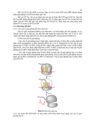 42 
Đối với EF-G, do GDP có ái lực thấp với EF-G hơn GTP nên GDP nhanh chóng 
được giải phóng và GTP mới được gắn vào. 
Đối với EF-Tu, cần có sự tham gia của yếu tố hoán đổi GTP gọi là EF-Ts. Sau khi 
EF-Tu-GDP được phóng thích khỏi ribosome, EF-Ts được gắn vào EF-Tu và thế chỗ của 
GDP. Sau đó GTP đến gắn vào phức hợp EF-Tu-EF-Ts. Phức hợp sau cùng được tách 
thành EF-Ts tự do và EF-Tu-GTP. 
4.3. Giai đoạn kết thúc 
4.3.1. Các yếu tố giải phóng kết thúc dịch mã 
Chu kỳ gắn aminoacyl-tRNA của ribosome, sự hình thành cầu nối peptide, và sự 
chuyển dịch xảy ra liên tục cho đến khi một trong ba codon kết thúc vào vị trí A. Các 
codon này được nhận diện bởi các yếu tố giải phóng (RF: release factor) (Hình 6.5). 
Có hai loại yếu tố giải phóng: 
- Các yếu tố giải phóng loại I nhận diện codon kết thúc và thúc đẩy sự thủy phân để 
tách chuỗi polypeptide ra khỏi peptidyl-tRNA tại vị trí P. Prokaryote có hai yếu tố giải 
phóng loại I là RF1 và RF2, trong đó RF1 nhận diện codon kết thúc UAG và RF2 nhận 
diện UGA, còn UAA được nhận diện bởi cả RF1 và RF2. Eukaryote chỉ có một yếu tố giải 
phóng gọi là eRF1 nhận diện được cả ba loại codon kết thúc. 
- Các yếu tố giải phóng loại II kích thích sự tách yếu tố giải phóng loại I ra khỏi 
ribosome sau khi chuỗi polypeptide được giải phóng. Chỉ có một yếu tố giải phóng loại II, 
được gọi là RF3 ở prokaryote và eRF3 ở eukaryote. Yếu tố giải phóng loại II được điều 
hòa bởi GTP. 
Hình 2.5. Kết thúc dịch mã. 
4.3.2. Sự hoán đổi GDP/GTP và thủy phân GTP điều khiển hoạt động của yếu tố giải 
phóng loại II 
 