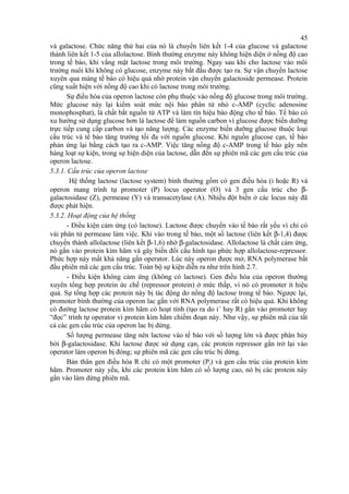 45 
và galactose. Chức năng thứ hai của nó là chuyển liên kết 1-4 của glucose và galactose 
thành liên kết 1-5 của allolactose. Bình thường enzyme này không hiện diện ở nồng độ cao 
trong tế bào, khi vắng mặt lactose trong môi trường. Ngay sau khi cho lactose vào môi 
trường nuôi khi không có glucose, enzyme này bắt đầu được tạo ra. Sự vận chuyển lactose 
xuyên qua màng tế bào có hiệu quả nhờ protein vận chuyển galactoside permease. Protein 
cũng xuất hiện với nồng độ cao khi có lactose trong môi trường. 
Sự điều hòa của operon lactose còn phụ thuộc vào nồng độ glucose trong môi trường. 
Mức glucose này lại kiểm soát mức nội bào phân tử nhỏ c-AMP (cyclic adenosine 
monophosphat), là chất bắt nguồn từ ATP và làm tín hiệu báo động cho tế bào. Tế bào có 
xu hướng sử dụng glucose hơn là lactose để làm nguồn carbon vì glucose được biến dưỡng 
trực tiếp cung cấp carbon và tạo năng lượng. Các enzyme biến dưỡng glucose thuộc loại 
cấu trúc và tế bào tăng trưởng tối đa với nguồn glucose. Khi nguồn glucose cạn, tế bào 
phản ứng lại bằng cách tạo ra c-AMP. Việc tăng nồng độ c-AMP trong tế bào gây nên 
hàng loạt sự kiện, trong sự hiện diện của lactose, dẫn đến sự phiên mã các gen cấu trúc của 
operon lactose. 
5.3.1. Cấu trúc của operon lactose 
Hệ thống lactose (lactose system) bình thường gồm có gen điều hòa (i hoặc R) và 
operon mang trình tự promoter (P) locus operator (O) và 3 gen cấu trúc cho b- 
galactosidase (Z), permease (Y) và transacetylase (A). Nhiều đột biến ở các locus này đã 
được phát hiện. 
5.3.2. Hoạt động của hệ thống 
- Điều kiện cảm ứng (có lactose). Lactose được chuyển vào tế bào rất yếu vì chỉ có 
vài phân tử permease làm việc. Khi vào trong tế bào, một số lactose (liên kết b-1,4) được 
chuyển thành allolactose (liên kết b-1,6) nhờ b-galactosidase. Allolactose là chất cảm ứng, 
nó gắn vào protein kìm hãm và gây biến đổi cấu hình tạo phức hợp allolactose-repressor. 
Phức hợp này mất khả năng gắn operator. Lúc này operon được mở, RNA polymerase bắt 
đầu phiên mã các gen cấu trúc. Toàn bộ sự kiện diễn ra như trên hình 2.7. 
- Điều kiện không cảm ứng (không có lactose). Gen điều hòa của operon thường 
xuyên tổng hợp protein ức chế (repressor protein) ở mức thấp, vì nó có promoter ít hiệu 
quả. Sự tổng hợp các protein này bị tác động do nồng độ lactose trong tế bào. Ngược lại, 
promoter bình thường của operon lac gắn với RNA polymerase rất có hiệu quả. Khi không 
có đường lactose protein kìm hãm có hoạt tính (tạo ra do i+ hay R) gắn vào promoter hay 
“đọc” trình tự operator vì protein kìm hãm chiếm đoạn này. Như vậy, sự phiên mã của tất 
cả các gen cấu trúc của operon lac bị dừng. 
Số lượng permease tăng nên lactose vào tế bào với số lượng lớn và được phân hủy 
bởi b-galactosidase. Khi lactose được sử dụng cạn, các protein repressor gắn trở lại vào 
operator làm operon bị đóng; sự phiên mã các gen cấu trúc bị dừng. 
Bản thân gen điều hòa R chỉ có một promoter (Pi) và gen cấu trúc của protein kìm 
hãm. Promoter này yếu, khi các protein kìm hãm có số lượng cao, nó bị các protein này 
gắn vào làm dừng phiên mã. 
 