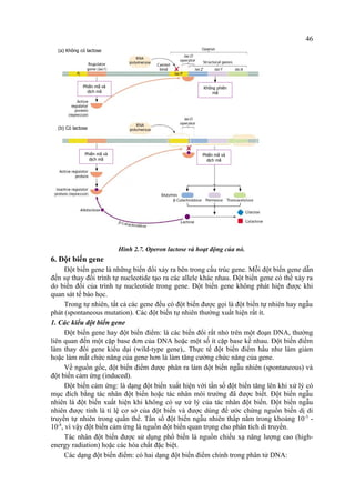 Không phiên 
mã 
Phiên mã và 
dịch mã 
Hình 2.7. Operon lactose và hoạt động của nó. 
(a) Không có lactose 
Phiên mã và 
dịch mã 
(b) Có lactose 
Phiên mã và 
dịch mã 
6. Đột biến gene 
46 
Đột biến gene là những biến đổi xảy ra bên trong cấu trúc gene. Mỗi đột biến gene dẫn 
đến sự thay đổi trình tự nucleotide tạo ra các allele khác nhau. Đột biến gene có thể xảy ra 
do biến đổi của trình tự nucleotide trong gene. Đột biến gene không phát hiện được khi 
quan sát tế bào học. 
Trong tự nhiên, tất cả các gene đều có đột biến được gọi là đột biến tự nhiên hay ngẫu 
phát (spontaneous mutation). Các đột biến tự nhiên thường xuất hiện rất ít. 
1. Các kiểu đột biến gene 
Đột biến gene hay đột biến điểm: là các biến đổi rất nhỏ trên một đoạn DNA, thường 
liên quan đến một cặp base đơn của DNA hoặc một số ít cặp base kề nhau. Đột biến điểm 
làm thay đổi gene kiểu dại (wild-type gene),. Thực tế đột biến điểm hầu như làm giảm 
hoặc làm mất chức năng của gene hơn là làm tăng cường chức năng của gene. 
Về nguồn gốc, đột biến điểm được phân ra làm đột biến ngẫu nhiên (spontaneous) và 
đột biến cảm ứng (induced). 
Đột biến cảm ứng: là dạng đột biến xuất hiện với tần số đột biến tăng lên khi xử lý có 
mục đích bằng tác nhân đột biến hoặc tác nhân môi trường đã được biết. Đột biến ngẫu 
nhiên là đột biến xuất hiện khi không có sự xử lý của tác nhân đột biến. Đột biến ngẫu 
nhiên được tính là tỉ lệ cơ sở của đột biến và được dùng để ước chừng nguồn biến dị di 
truyền tự nhiên trong quần thể. Tần số đột biến ngẫu nhiên thấp nằm trong khoảng 10-5 - 
10-8, vì vậy đột biến cảm ứng là nguồn đột biến quan trọng cho phân tích di truyền. 
Tác nhân đột biến được sử dụng phổ biến là nguồn chiếu xạ năng lượng cao (high-energy 
radiation) hoặc các hóa chất đặc biệt. 
Các dạng đột biến điểm: có hai dạng đột biến điểm chính trong phân tử DNA: 
 
