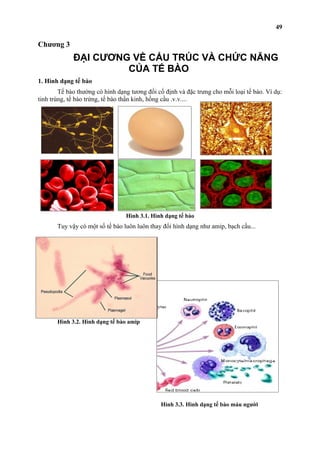 Chương 3 
ĐẠI CƯƠNG VỀ CẤU TRÚC VÀ CHỨC NĂNG 
CỦA TẾ BÀO 
1. Hình dạng tế bào 
Tế bào thường có hình dạng tương đối cố định và đặc trưng cho mỗi loại tế bào. Ví dụ: 
tinh trùng, tế bào trứng, tế bào thần kinh, hồng cầu .v.v.... 
Hình 3.1. Hình dạng tế bào 
Tuy vậy có một số tế bào luôn luôn thay đổi hình dạng như amip, bạch cầu... 
Hình 3.2. Hình dạng tế bào amip 
Hình 3.3. Hình dạng tế bào máu người 
49 
a 
 