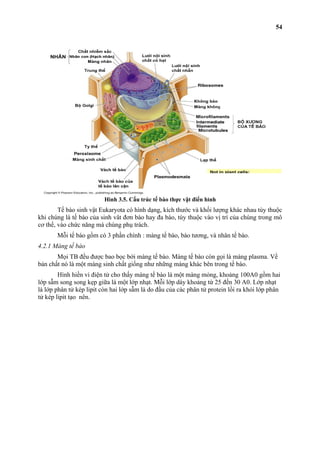 Hình 3.5. Cấu trúc tế bào thực vật điển hình 
54 
Tế bào sinh vật Eukaryota có hình dạng, kích thước và khối lượng khác nhau tùy thuộc 
khi chúng là tế bào của sinh vât đơn bào hay đa bào, tùy thuộc vào vị trí của chúng trong mô 
cơ thể, vào chức năng mà chúng phụ trách. 
Mỗi tế bào gồm có 3 phần chính : màng tế bào, bào tương, và nhân tế bào. 
4.2.1 Màng tế bào 
Mọi TB đều được bao bọc bởi màng tế bào. Màng tế bào còn gọi là màng plasma. Về 
bản chất nó là một màng sinh chất giống như những màng khác bên trong tế bào. 
Hình hiền vi điện tử cho thấy màng tế bào là một màng mỏng, khoảng 100A0 gồm hai 
lớp sẫm song song kẹp giữa là một lớp nhạt. Mỗi lớp dày khoảng từ 25 đến 30 A0. Lớp nhạt 
là lớp phân tử kép lipit còn hai lớp sẫm là do đầu của các phân tử protein lồi ra khỏi lớp phân 
tử kép lipit tạo nên. 
 