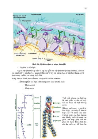 Hình 3.6. Mô hình cấu trúc màng sinh chất 
- Lớp phân tử kép lipit 
Gọi là lớp phân tử kép lipit vì lớp này gồm hai lớp phân tử lipit áp sát nhau, làm nên 
cấu trúc hình vỏ cầu bao bọc quanh tế bào mà vì vậy mà màng phân tử kép lipit được gọi là 
phần màng cơ bản của màng sinh chất. 
Màng lipit có thành phần cấu trúc và đặc tính cơ bản như sau : 
Về thành phần hóa học, lipit màng được chia làm hai loại : 
+ Photpholipit 
+ Chotesterol 
55 
Tính chất chung của hai loại 
là mỗi phân tử đều có một 
đầu ưa nước và một đầu kỵ 
nước. 
Đầu ưa nước quay ra ngoài tế 
bào hoặc và trong tế bào để 
tiếp xúc với nước của môi 
trường hoặc của bào tương, 
còn đầu kỵ nước thì quay vào 
giữa, nơi tiếp giáp của hai 
phân tử lipit. Tính chất dấu 
đầu kỵ nước này đã làm cho 
 