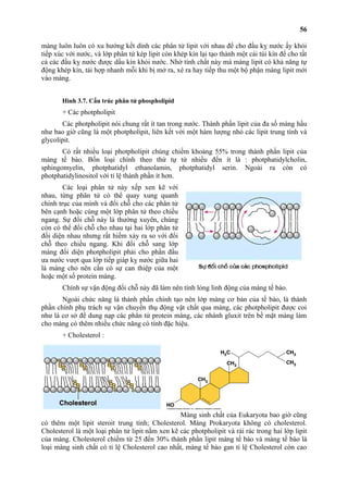 56 
màng luôn luôn có xu hướng kết dính các phân tử lipit với nhau để cho đầu kỵ nước ấy khỏi 
tiếp xúc với nước, và lớp phân tử kép lipit còn khép kín lại tạo thành một cái túi kín để cho tất 
cả các đầu kỵ nước được dấu kín khỏi nước. Nhờ tính chầt này mà màng lipit có khả năng tự 
động khép kín, tái hợp nhanh mỗi khi bị mở ra, xé ra hay tiếp thu một bộ phận màng lipit mới 
vào màng. 
Hình 3.7. Cấu trúc phân tử phospholipid 
+ Các photpholipit 
Các photpholipit nói chung rất ít tan trong nước. Thành phần lipit của đa số màng hầu 
như bao giờ cũng là một photpholipit, liên kết với một hàm lượng nhỏ các lipit trung tính và 
glycolipit. 
Có rất nhiều loại photpholipit chúng chiếm khoảng 55% trong thành phần lipit của 
màng tế bào. Bốn loại chính theo thứ tự từ nhiều đến ít là : photphatidylcholin, 
sphingomyelin, photphatidyl ethanolamin, photphatidyl serin. Ngoài ra còn có 
photphatidylinositol với tỉ lệ thành phần ít hơn. 
Các loại phân tử này xếp xen kẽ với 
nhau, từng phân tử có thể quay xung quanh 
chính trục của mình và đổi chỗ cho các phân tử 
bên cạnh hoặc cùng một lớp phân tử theo chiều 
ngang. Sự đổi chỗ này là thường xuyên, chúng 
còn có thể đổi chỗ cho nhau tại hai lớp phân tử 
đối diện nhau nhưng rất hiếm xảy ra so với đổi 
chỗ theo chiều ngang. Khi đổi chỗ sang lớp 
màng đối diện photpholipit phải cho phần đầu 
ưa nước vượt qua lớp tiếp giáp kỵ nước giữa hai 
lá màng cho nên cần có sự can thiệp của một 
hoặc một số protein màng. 
Chính sự vận động đổi chỗ này đã làm nên tính lỏng linh động của màng tế bào. 
Ngoài chức năng là thành phần chính tạo nên lớp màng cơ bản của tế bào, là thành 
phần chính phụ trách sự vận chuyển thụ động vật chất qua màng, các photpholipit được coi 
như là cơ sở để dung nạp các phân tử protein màng, các nhánh gluxit trên bề mặt màng làm 
cho màng có thêm nhiều chức năng có tính đặc hiệu. 
+ Cholesterol : 
Màng sinh chất của Eukaryota bao giờ cũng 
có thêm một lipit steroit trung tính; Cholesterol. Màng Prokaryota không có cholesterol. 
Cholesterol là một loại phân tử lipit nằm xen kẽ các photpholipit và rải rác trong hai lớp lipit 
của màng. Cholesterol chiếm từ 25 đến 30% thành phần lipit màng tế bào và màng tế bào là 
loại màng sinh chất có tỉ lệ Cholesterol cao nhất, màng tế bào gan tỉ lệ Cholesterol còn cao 
 